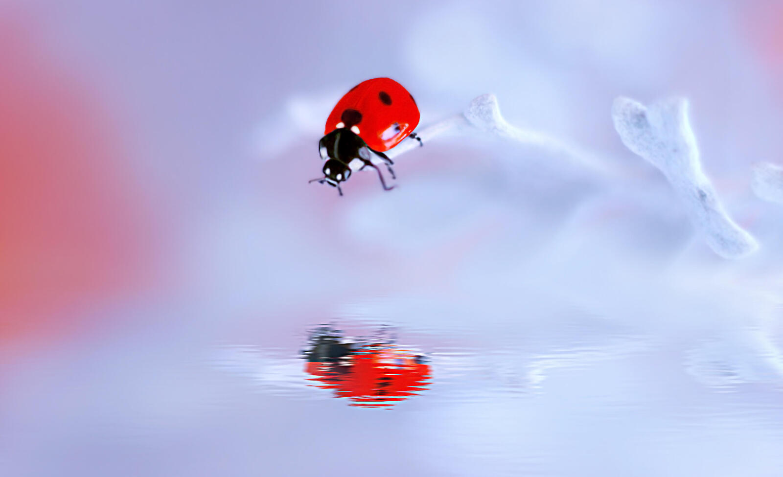 Wallpapers ladybug reflection insect on the desktop