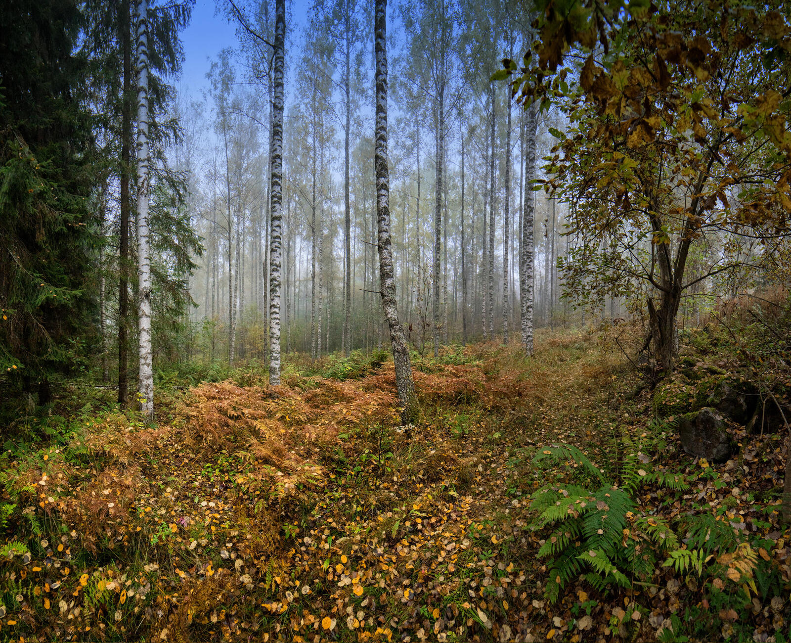 Wallpapers birches rare forest fallen leaves on the desktop