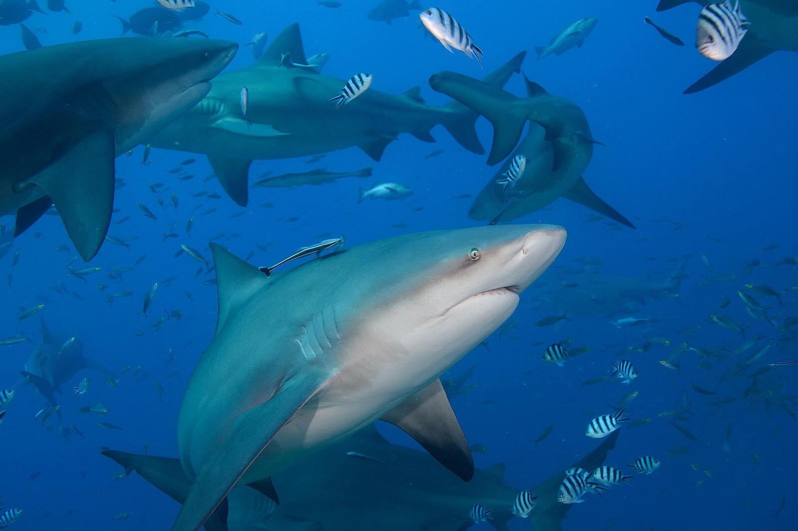 Обои море большие акулы морские обитатели на рабочий стол