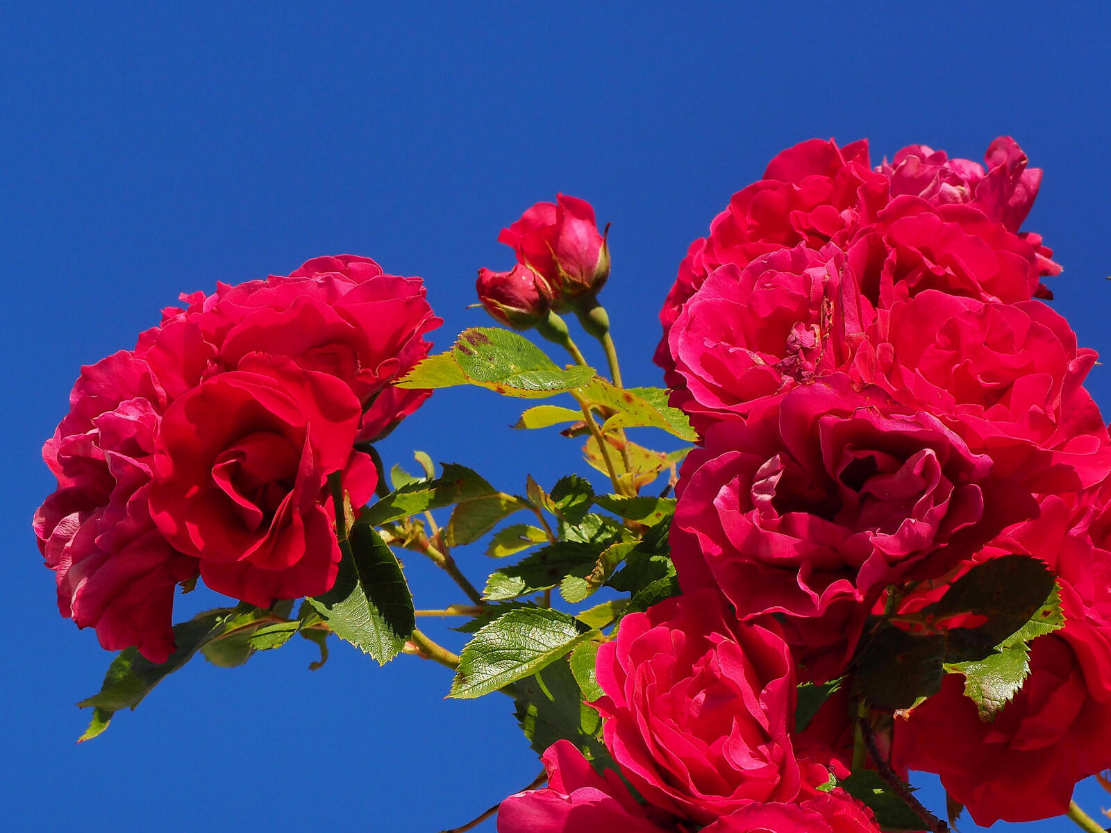 桌面上的壁纸红蕾 植物群 玫瑰