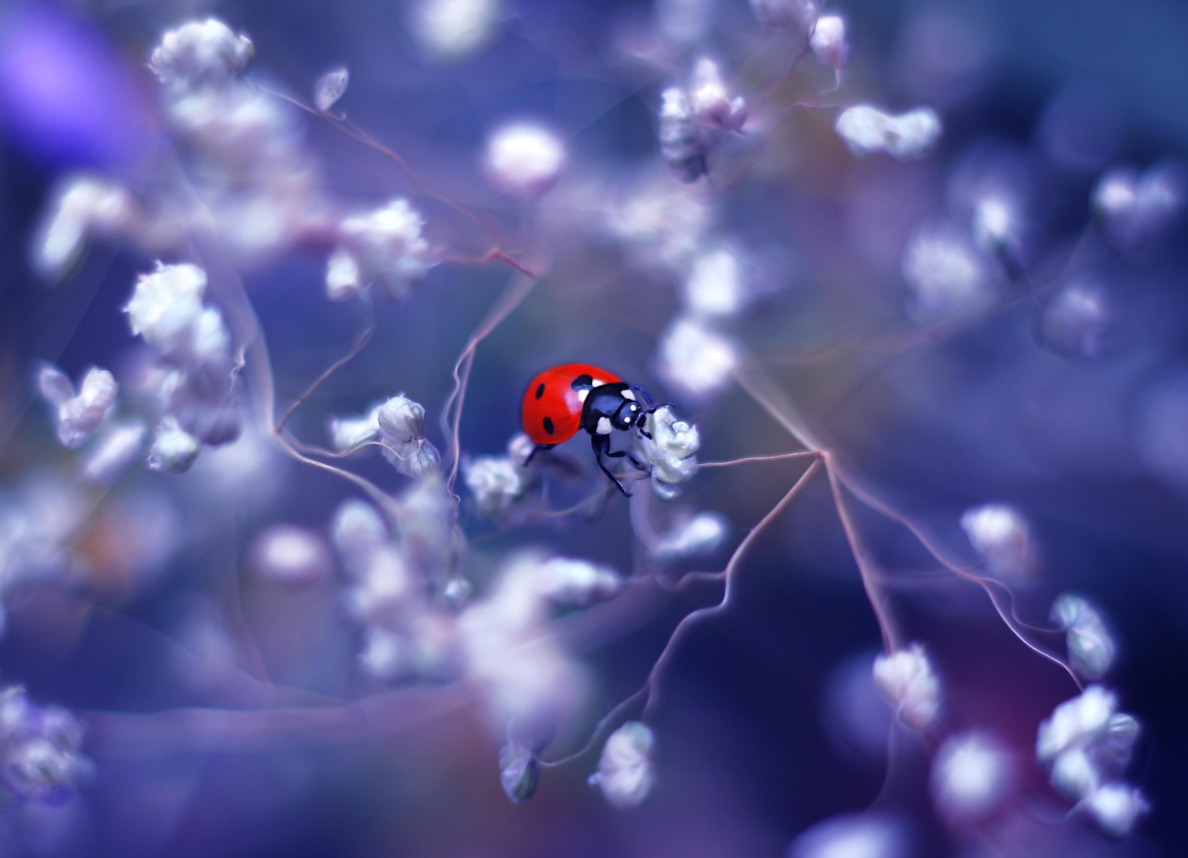 Wallpapers ladybug flower insects on a flower on the desktop