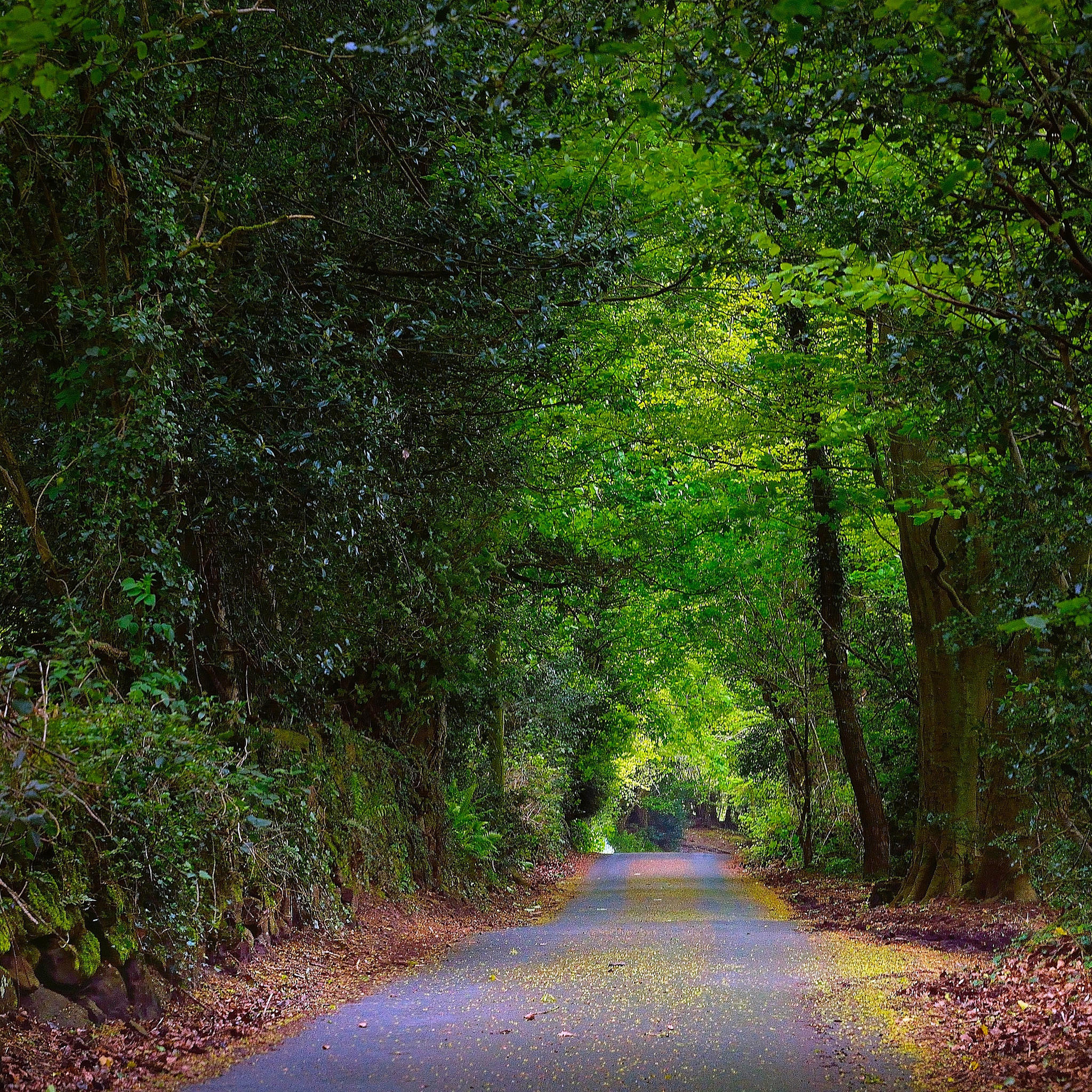 Фото бесплатно дорога по лесу, дорога, деревья