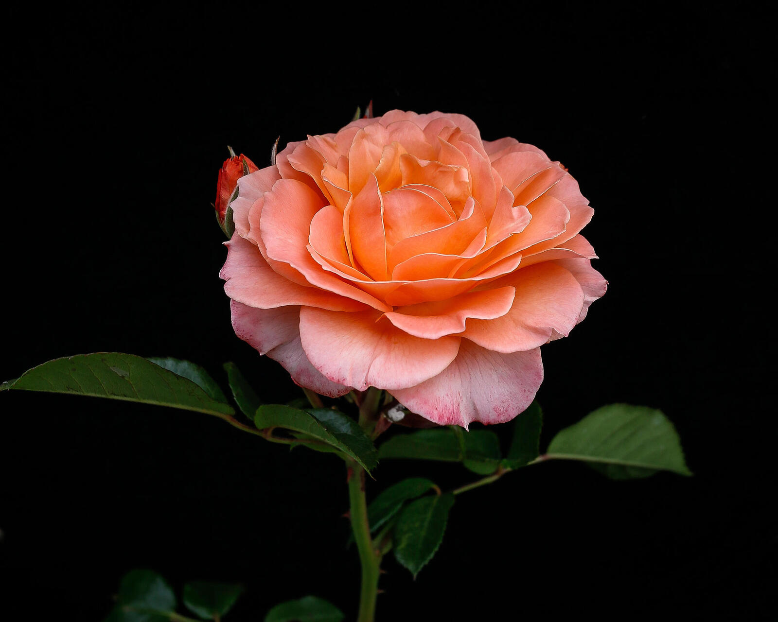 Wallpapers flora rose lonely flower on the desktop