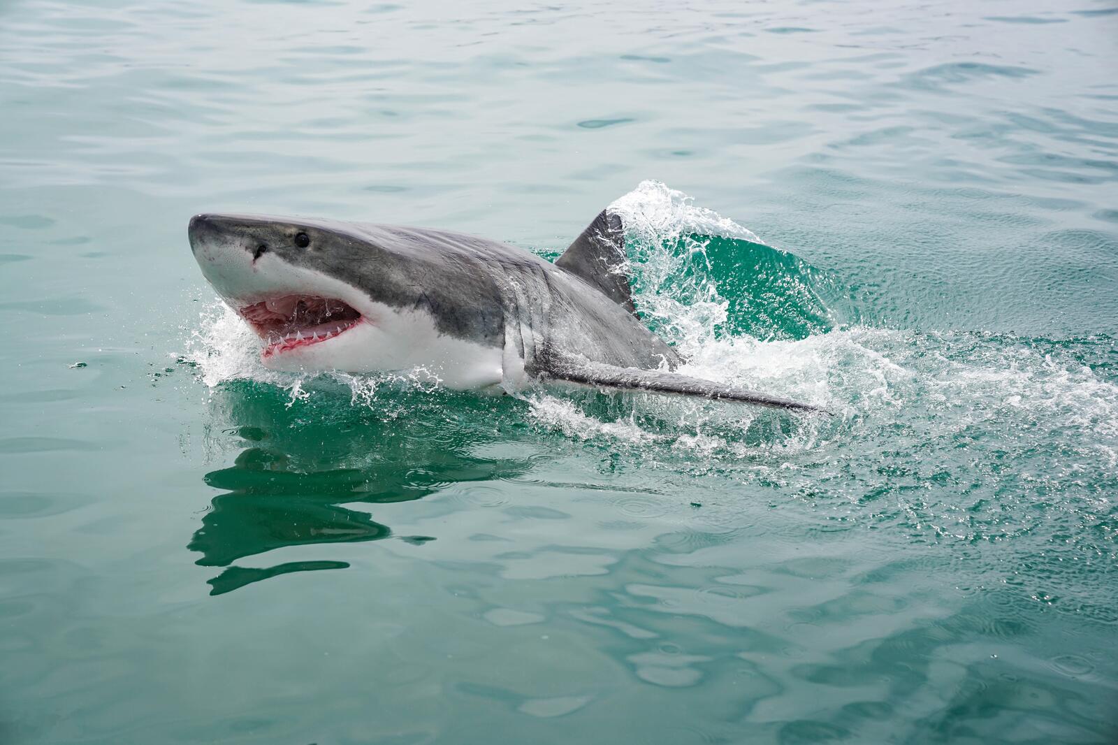 Wallpapers meeresbewohner the splash of water sharks on the desktop