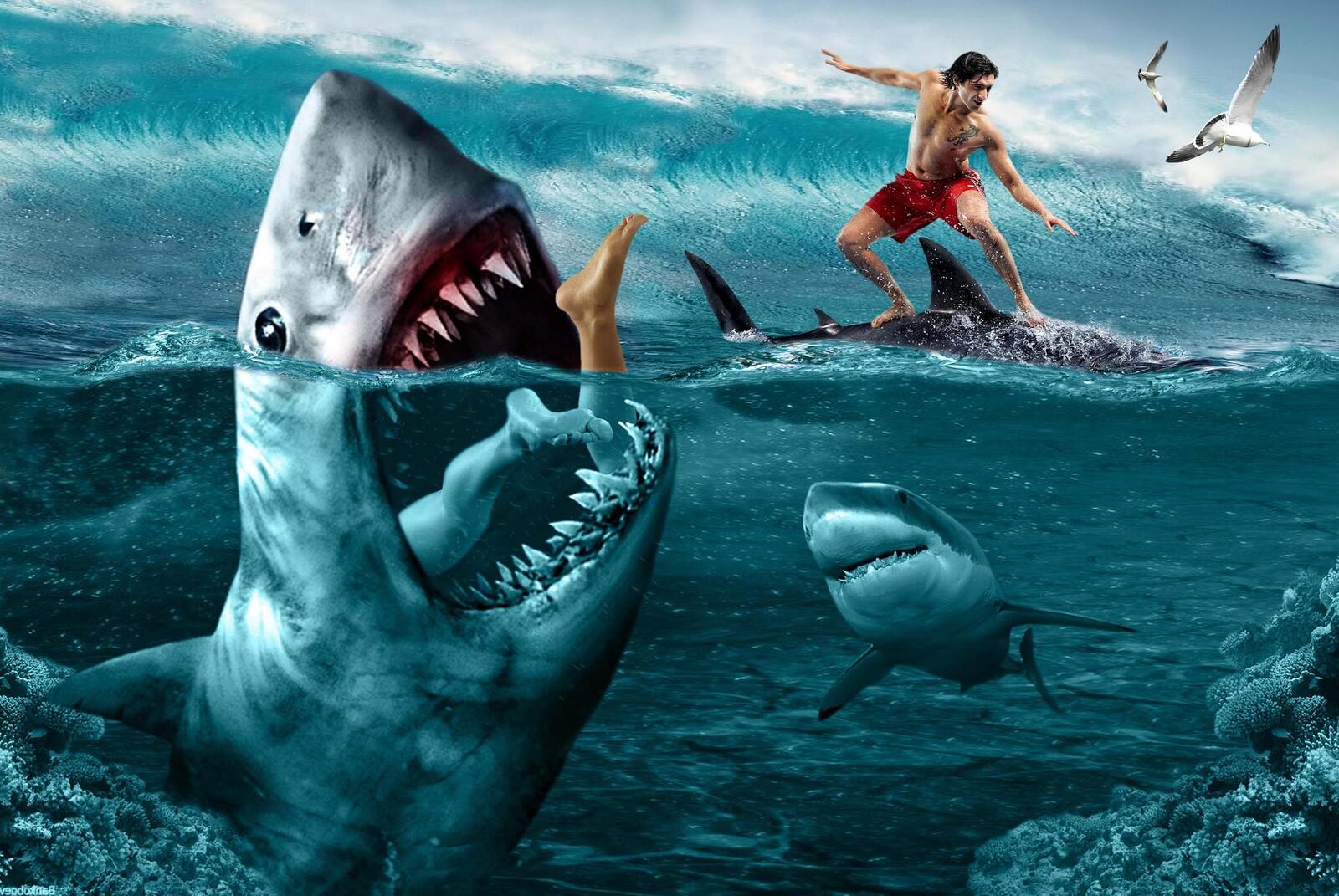 Wallpapers sea surfing sharks on the desktop