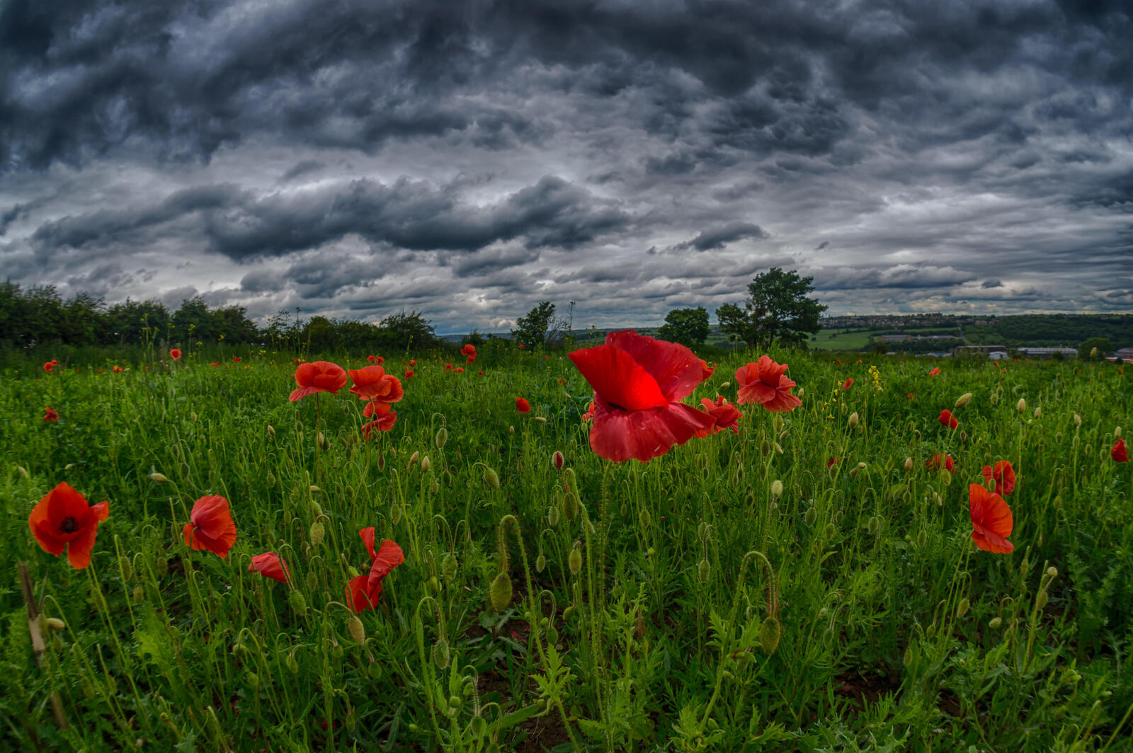 Wallpapers poppies clouds flowers on the desktop