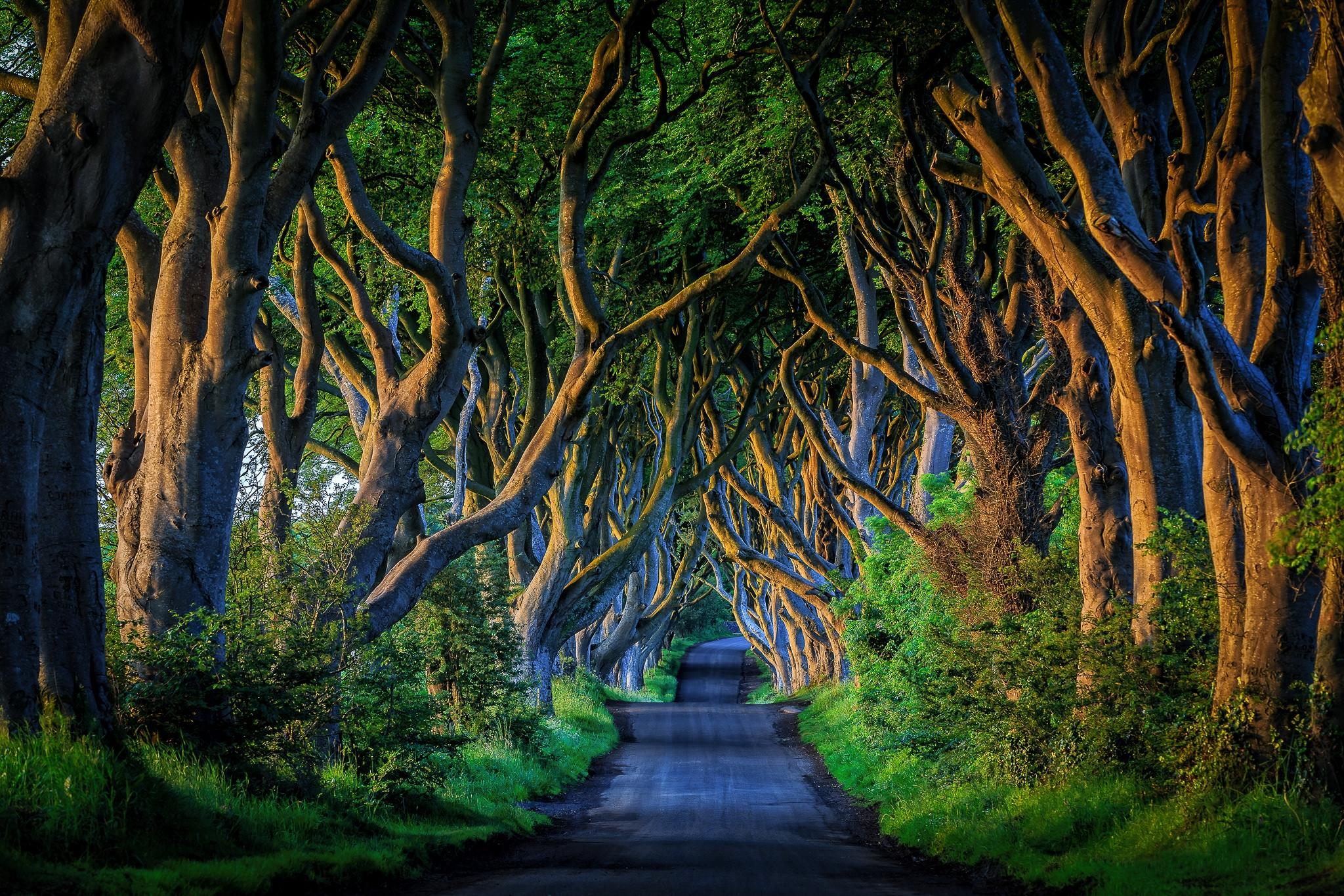 Фото Северная Ирландия дорога аллея - бесплатные картинки на Fonwall