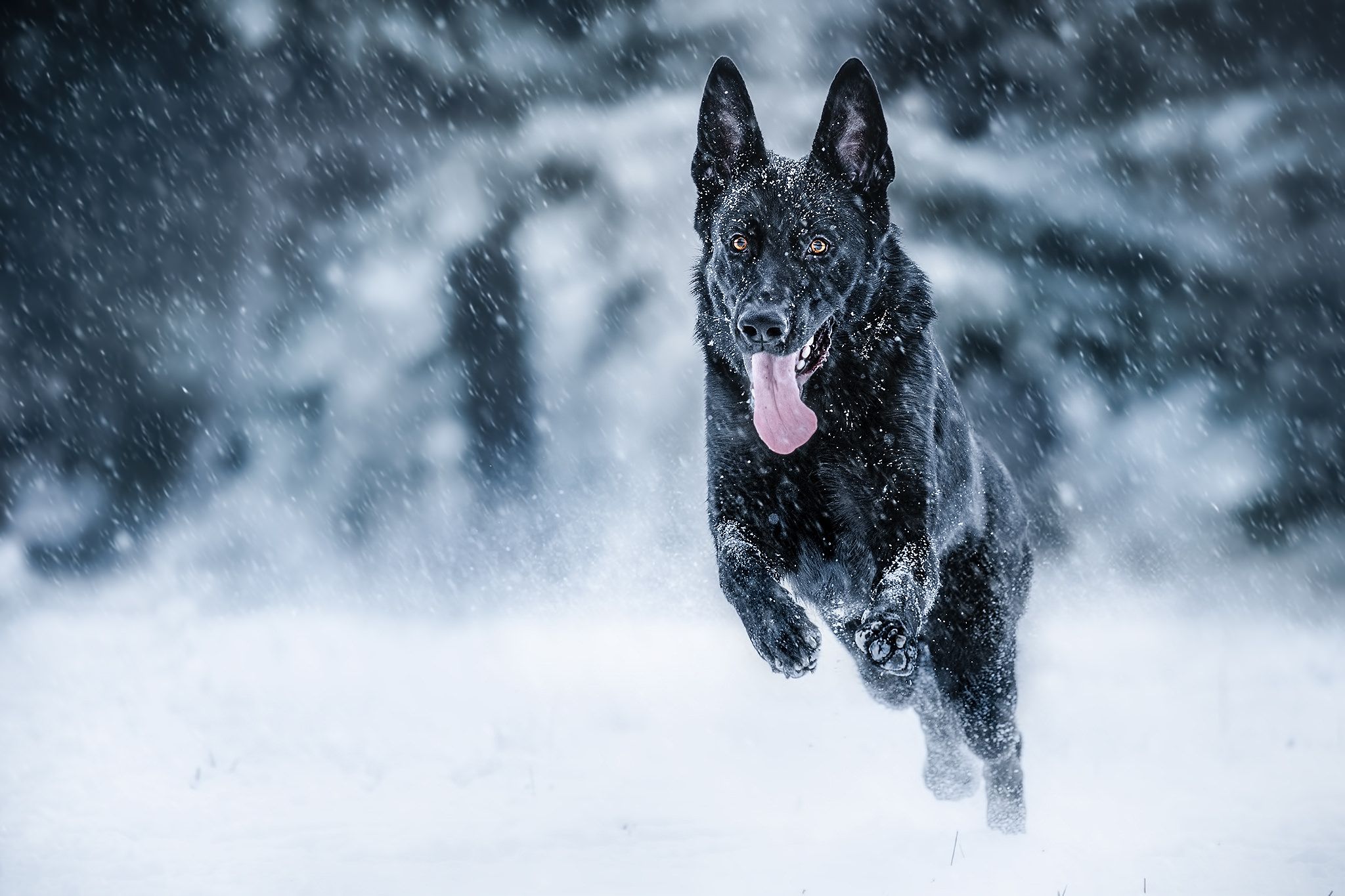 Фото бесплатно черная собака, снег, собаки