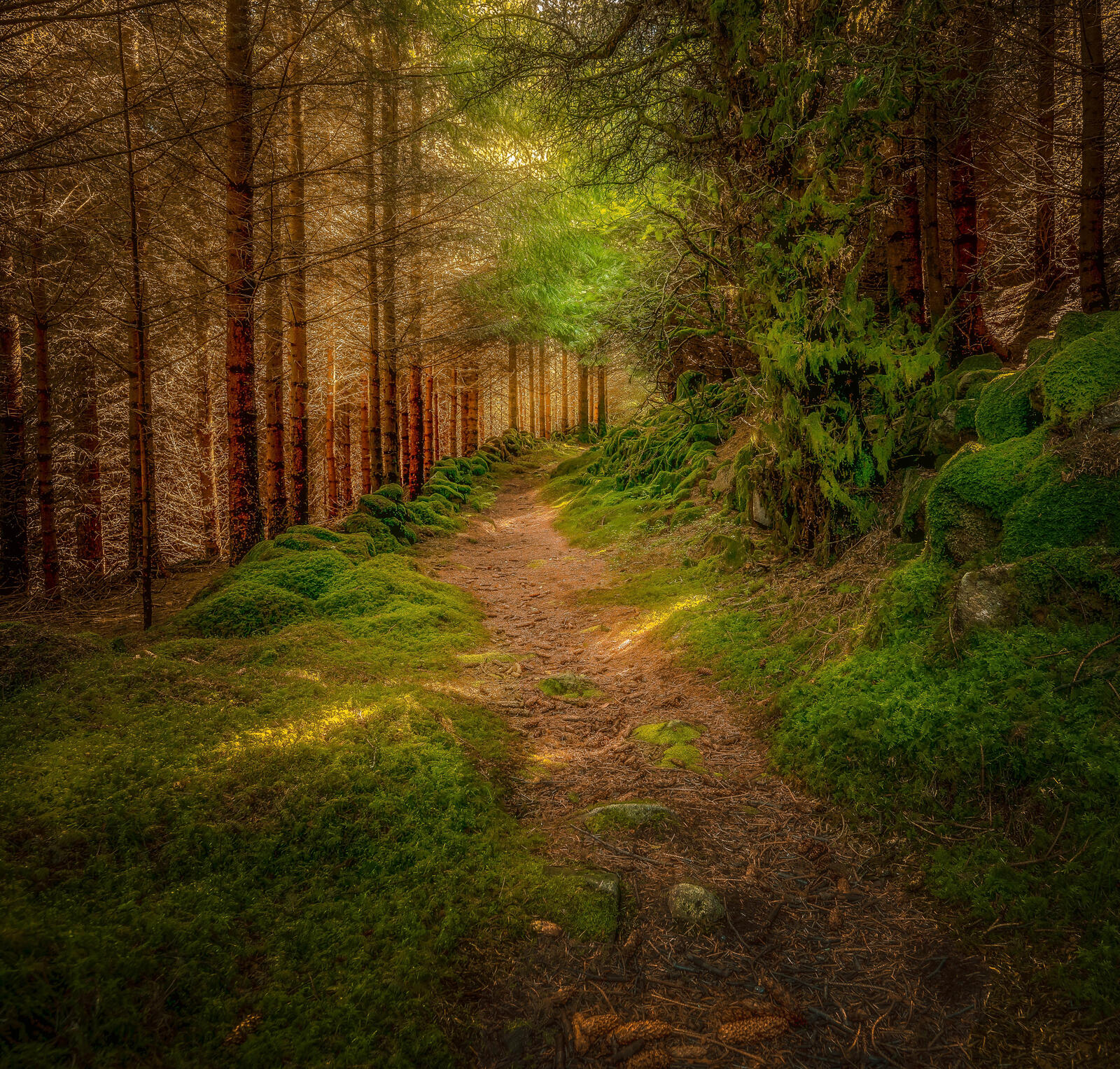 Wallpapers Pathway green grass coniferous forest on the desktop