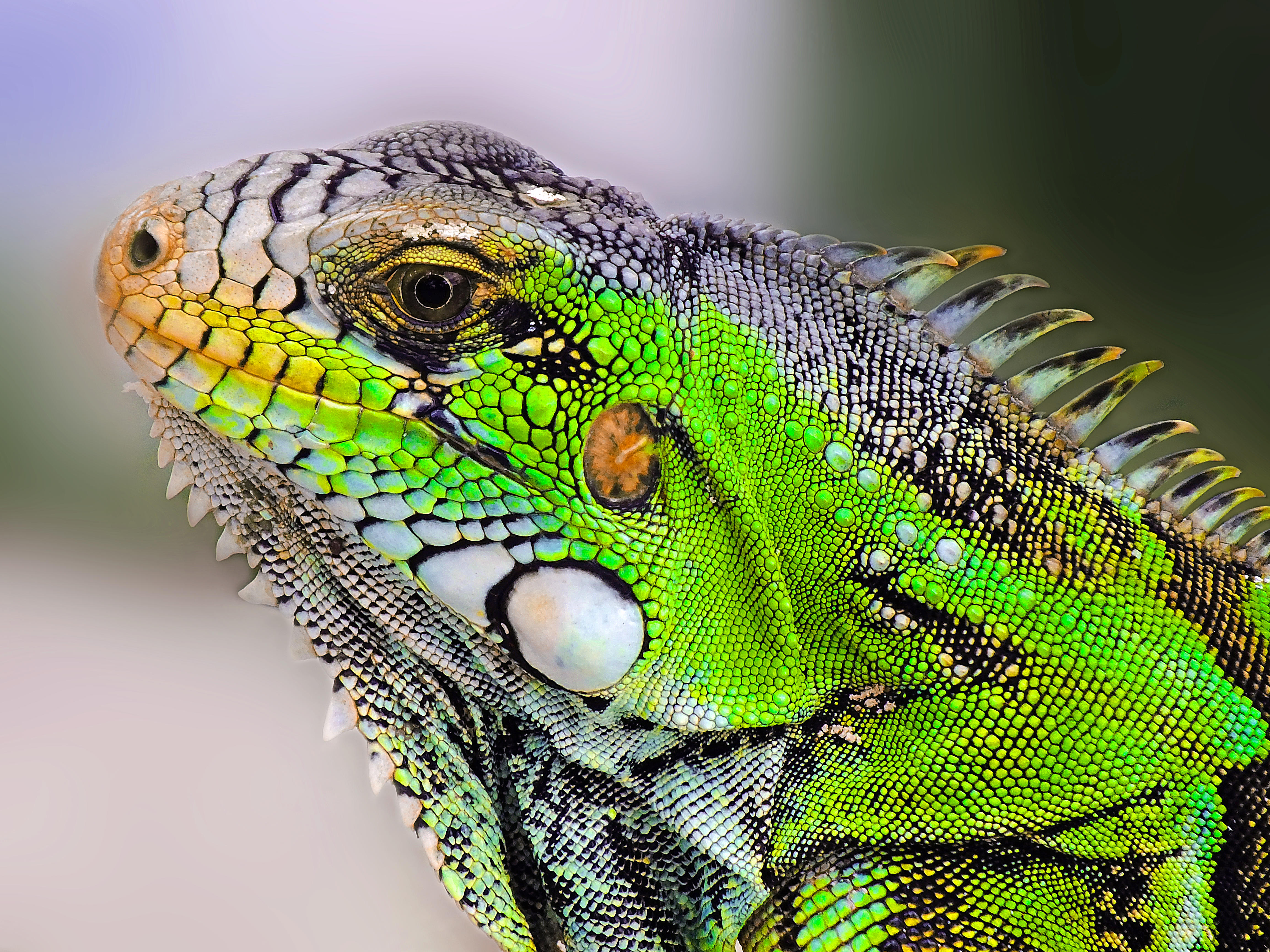 Фото бесплатно Iguana, Игуана, крупная растительноядная ящерица