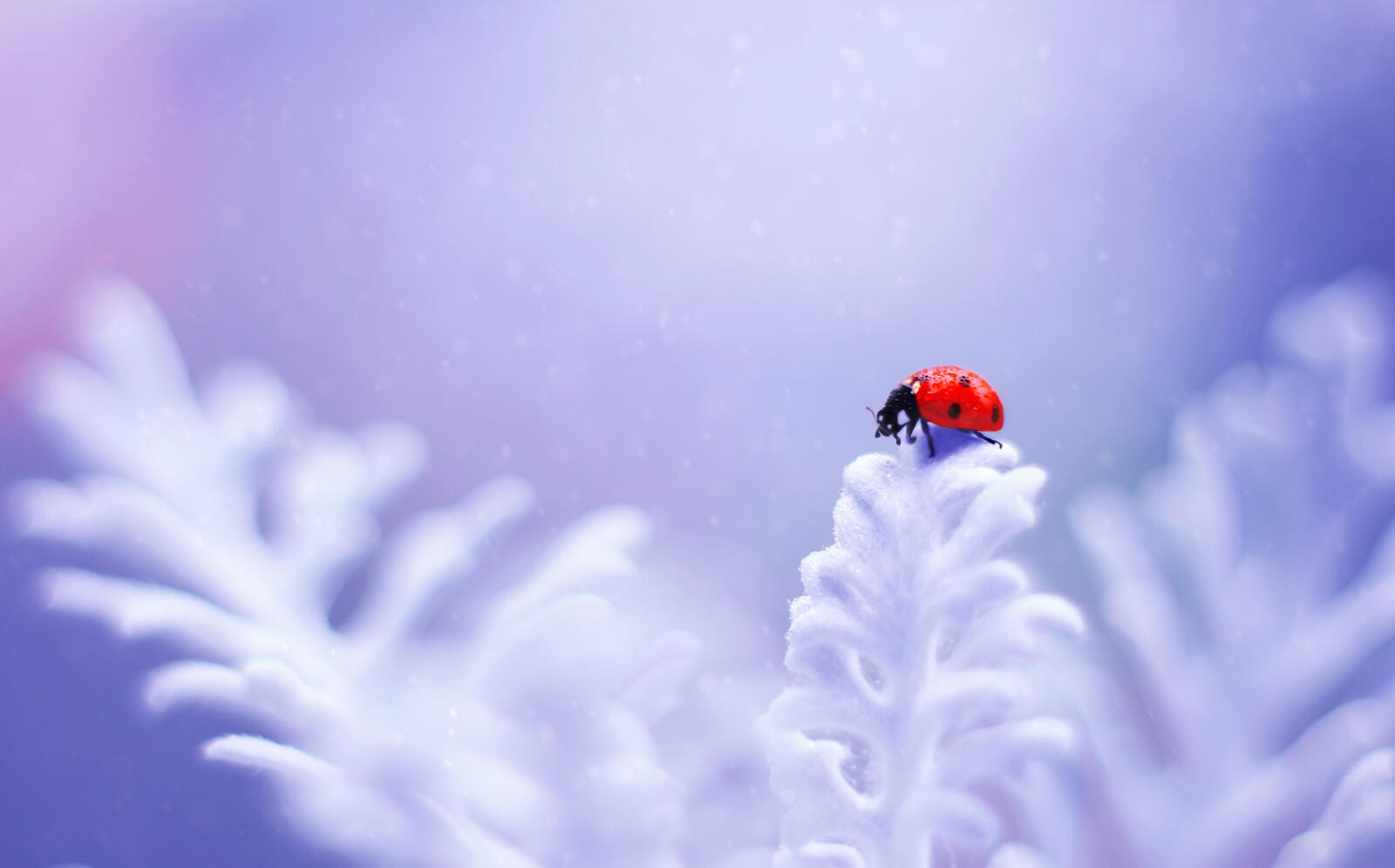 Wallpapers macro bug ladybug on the desktop