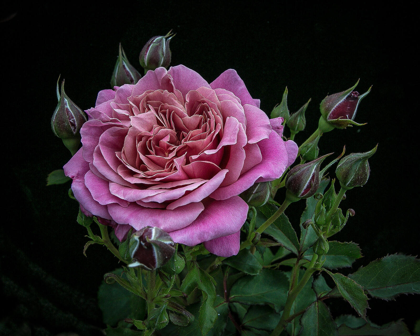 Обои розовые цветы розовый бутон розы на рабочий стол