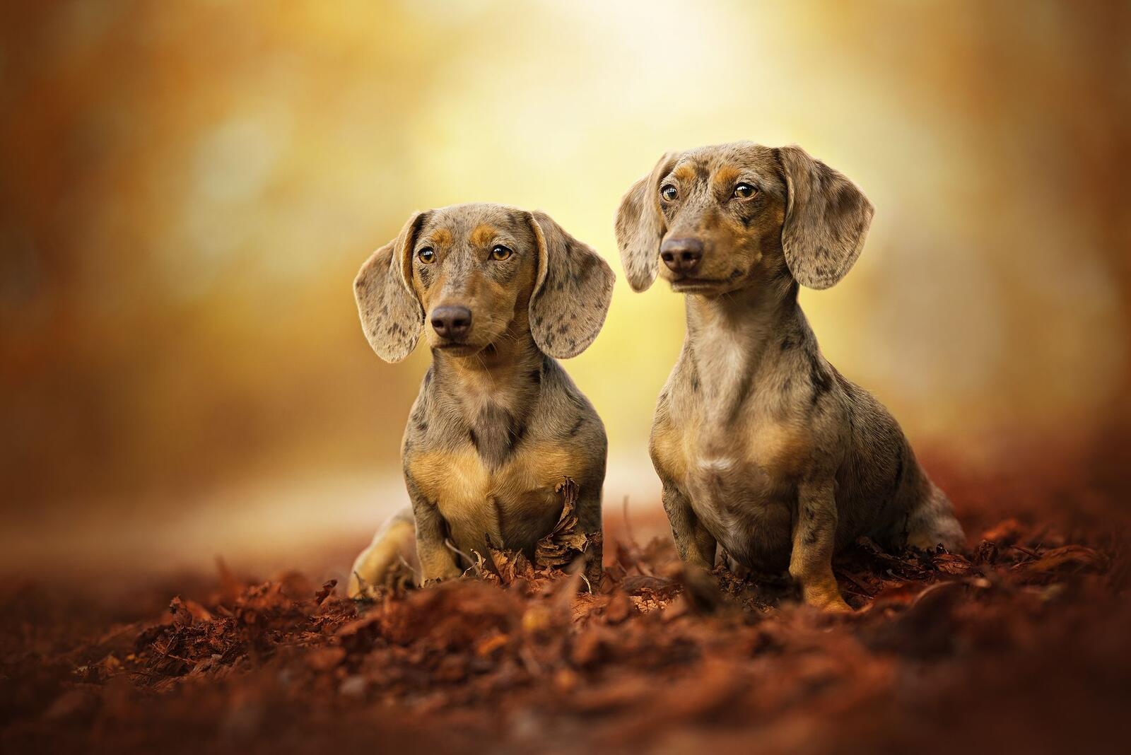 Wallpapers Dachshund dog pet on the desktop