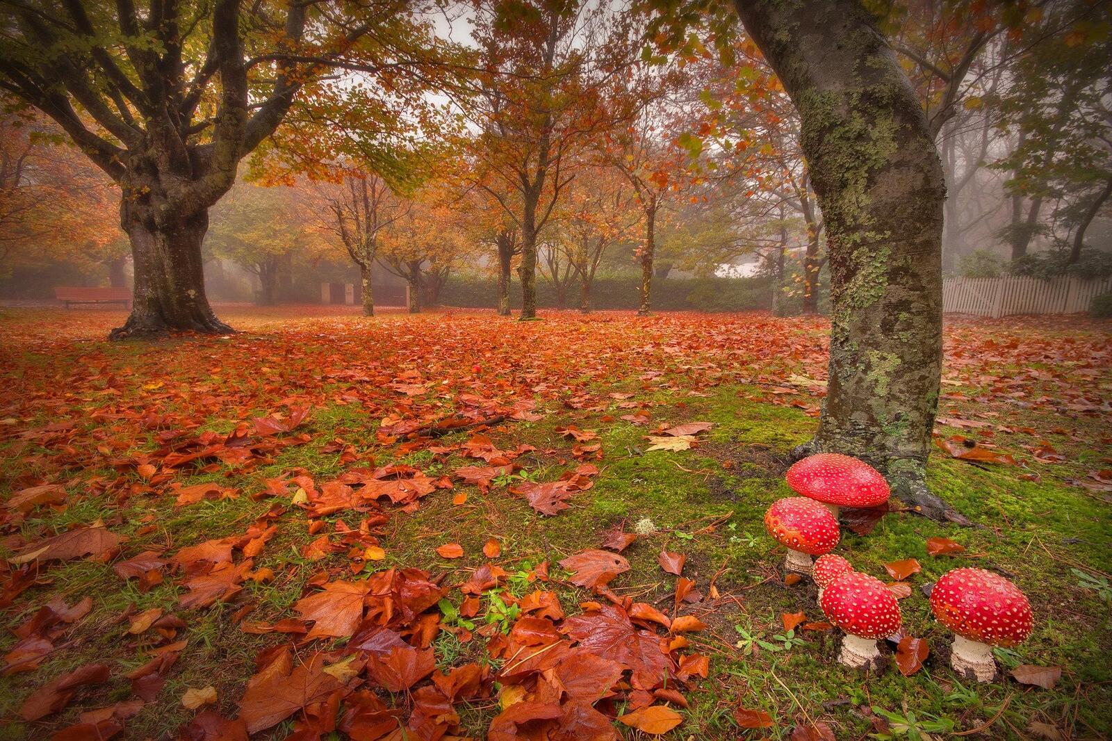 Wallpapers autumn mushrooms fog on the desktop