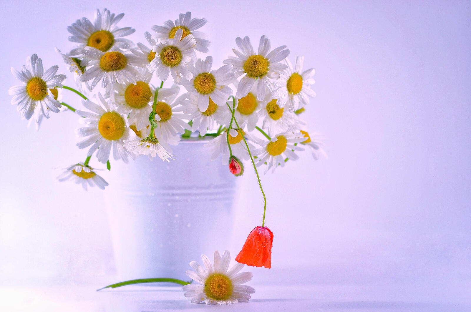 Wallpapers chamomile flowers bouquet on the desktop