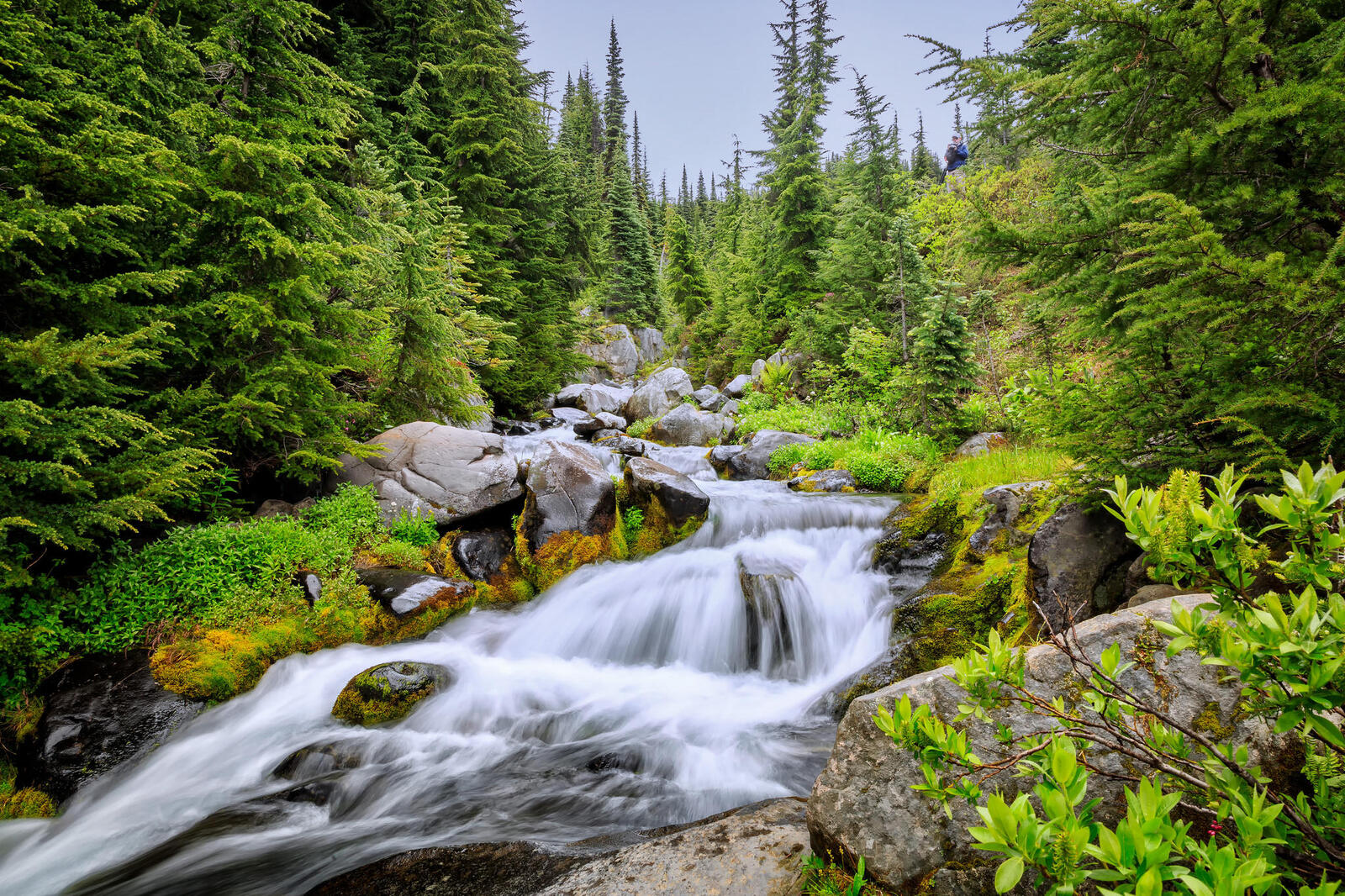 Wallpapers waterfall river in the forest trees on the desktop