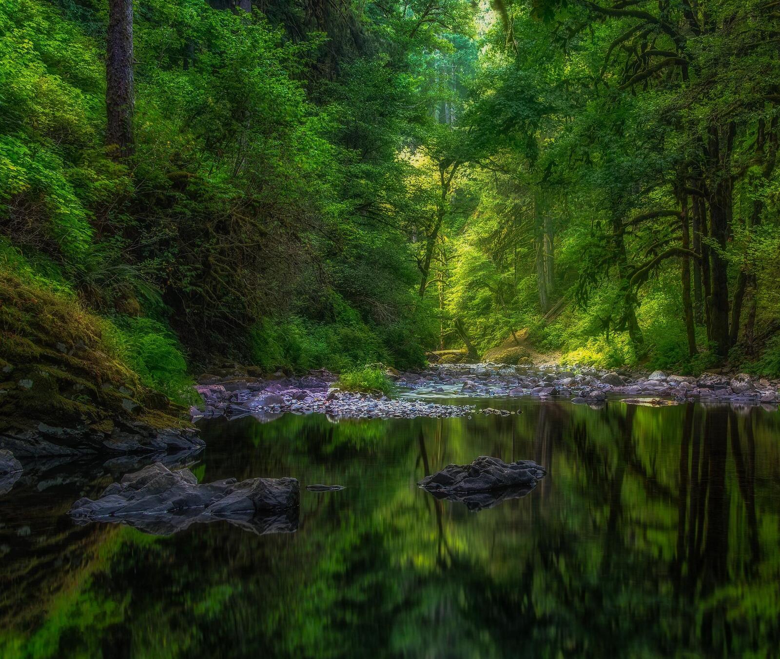 Бесплатное фото Красивые фотографии на тему водоём, деревья