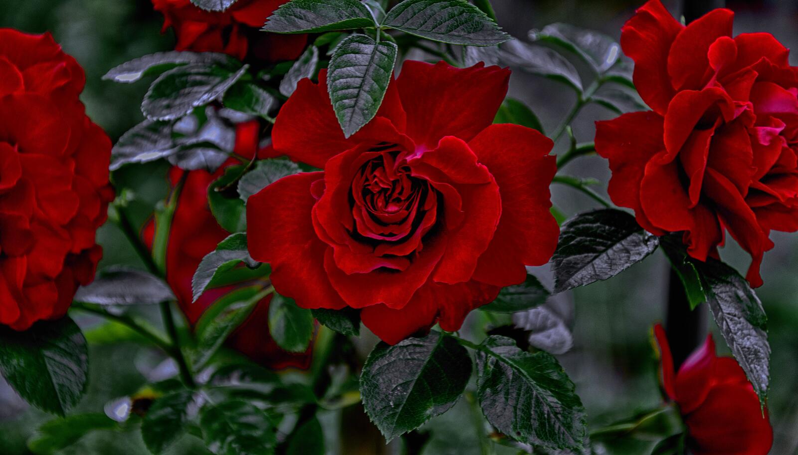 桌面上的壁纸玫瑰 红花瓣 红玫瑰