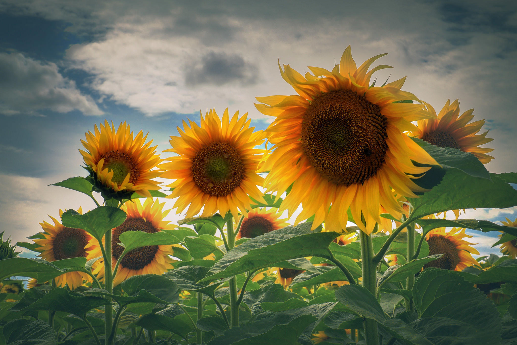 Wallpapers sunflowers flora sunflower field on the desktop