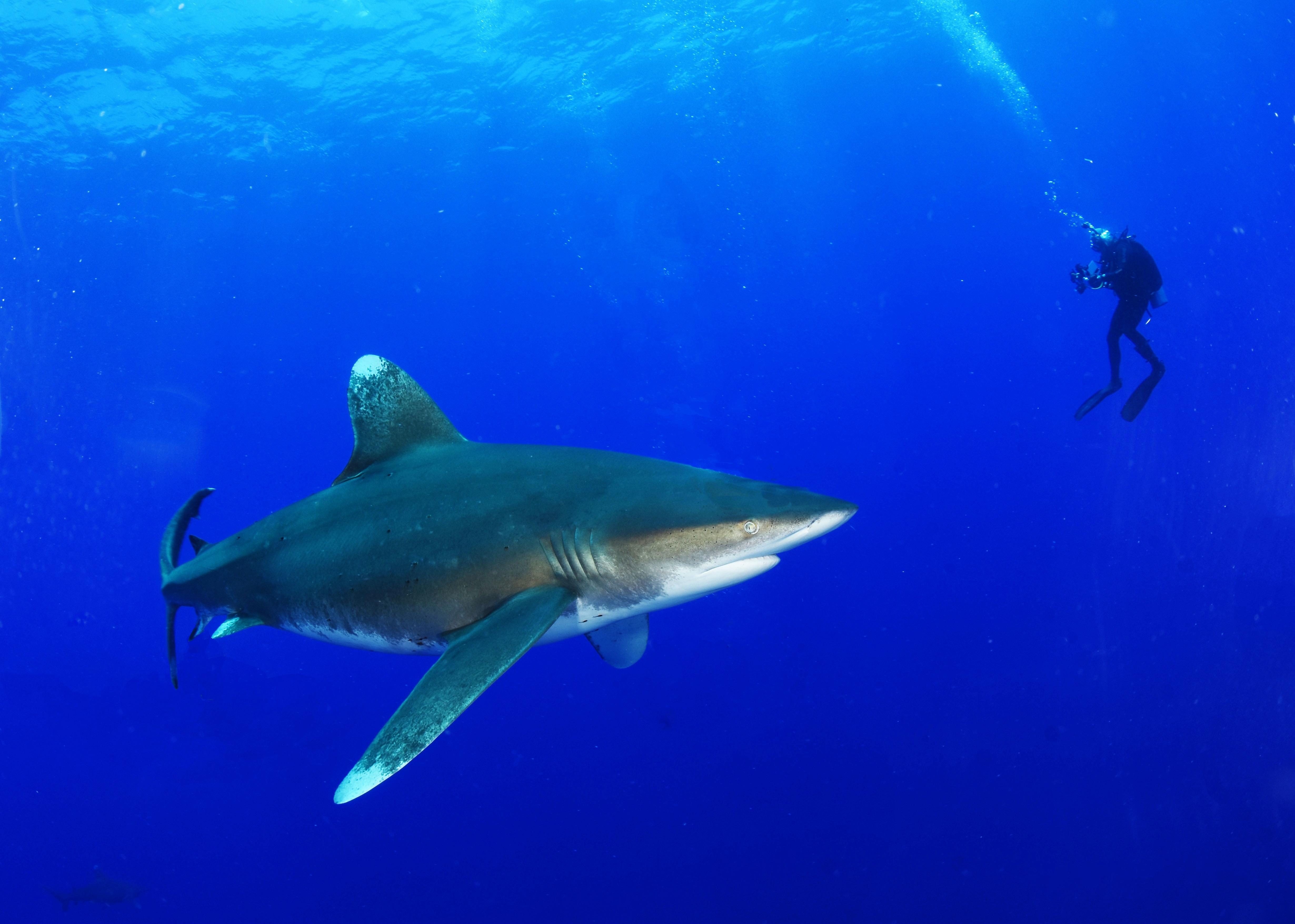 Wallpapers shark sharks diver on the desktop