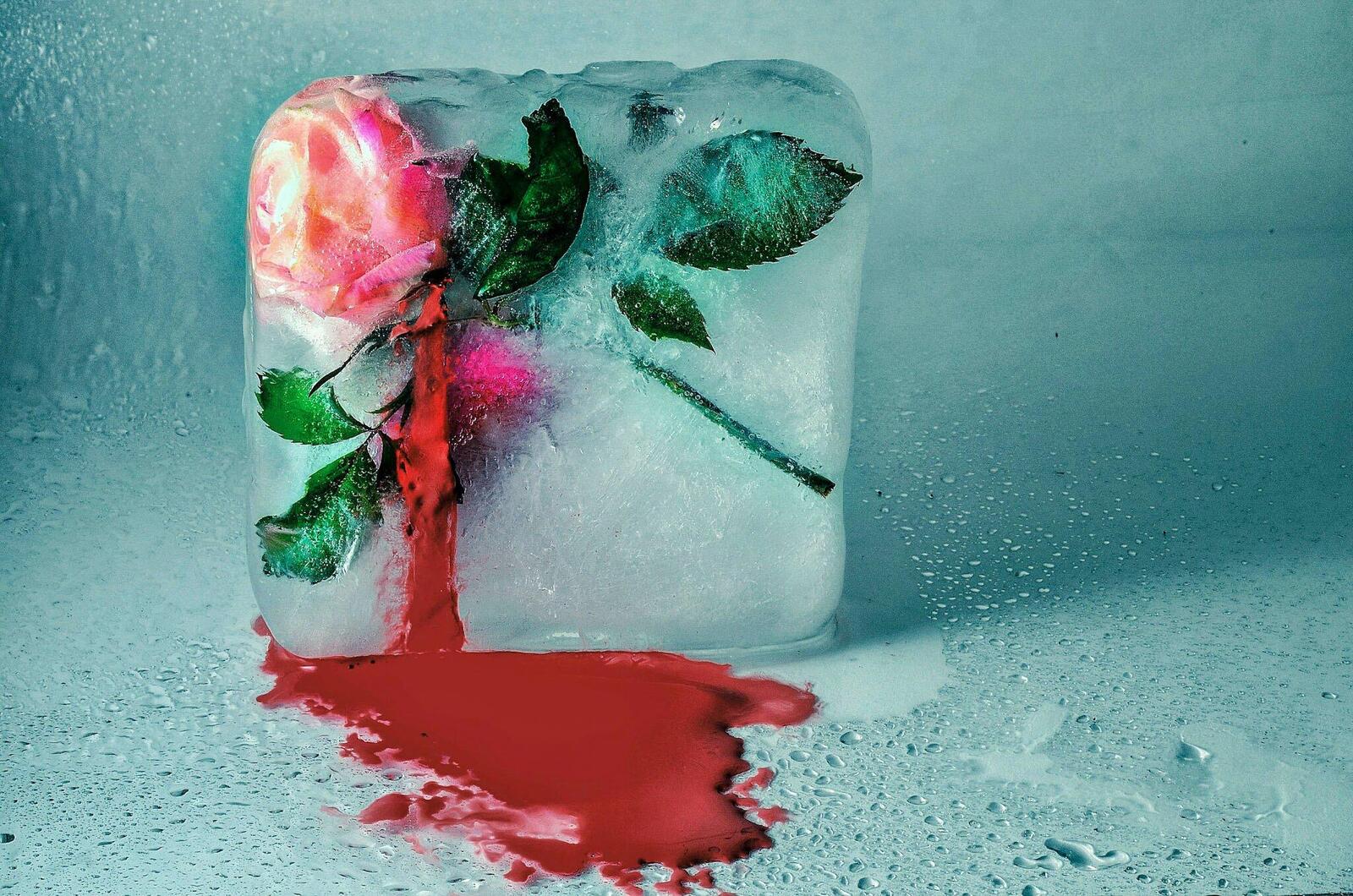 Обои лёд роза кровь на рабочий стол