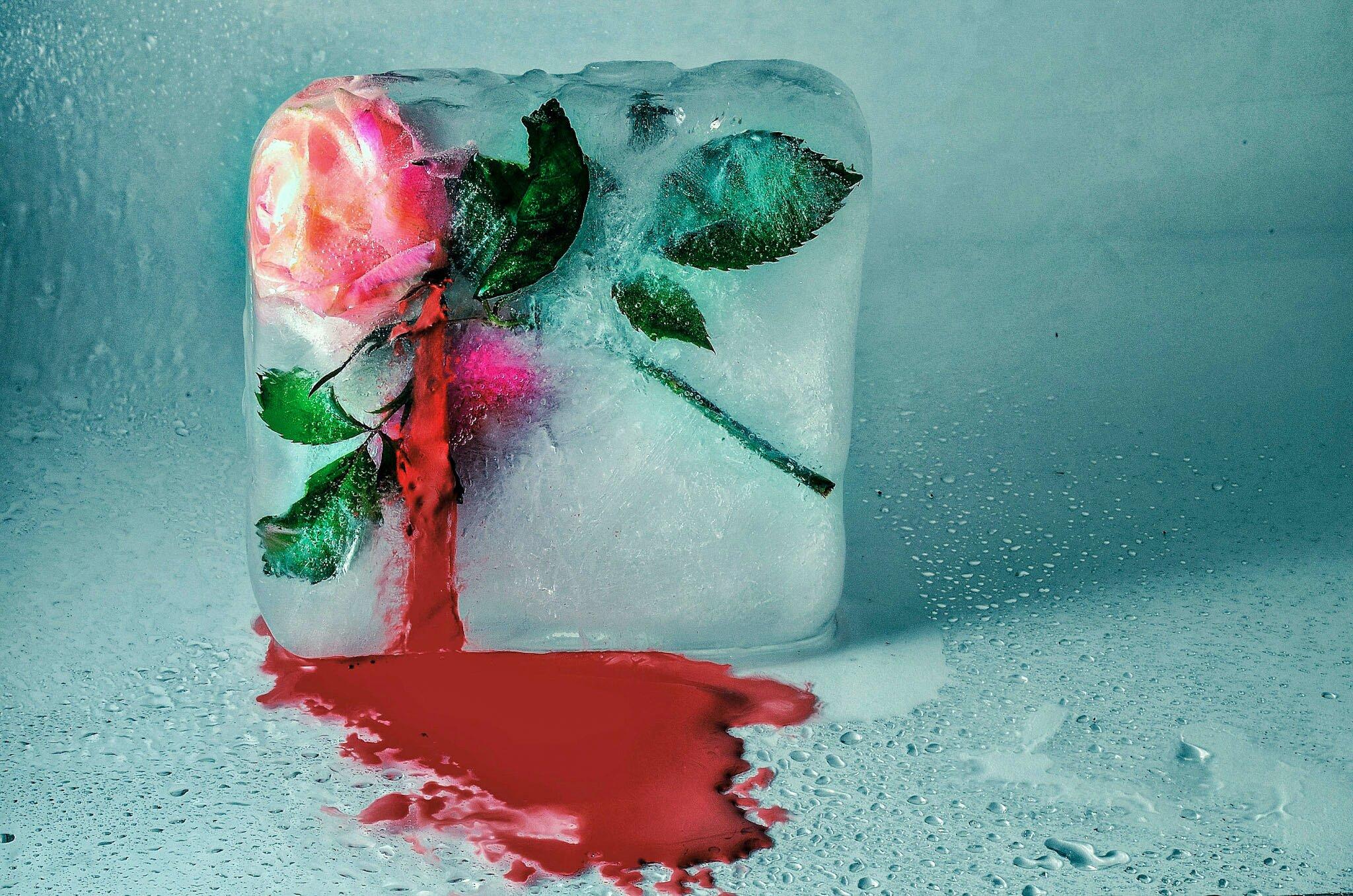 Обои лёд роза кровь на рабочий стол
