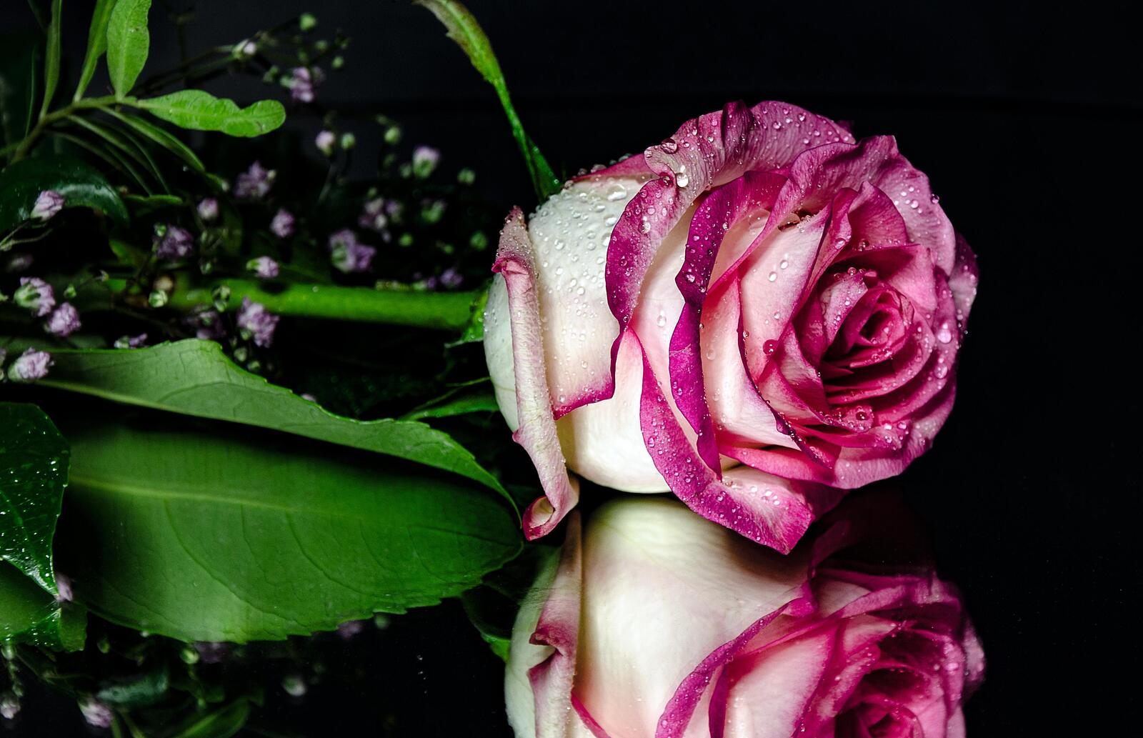 Обои капли роза отражение на рабочий стол