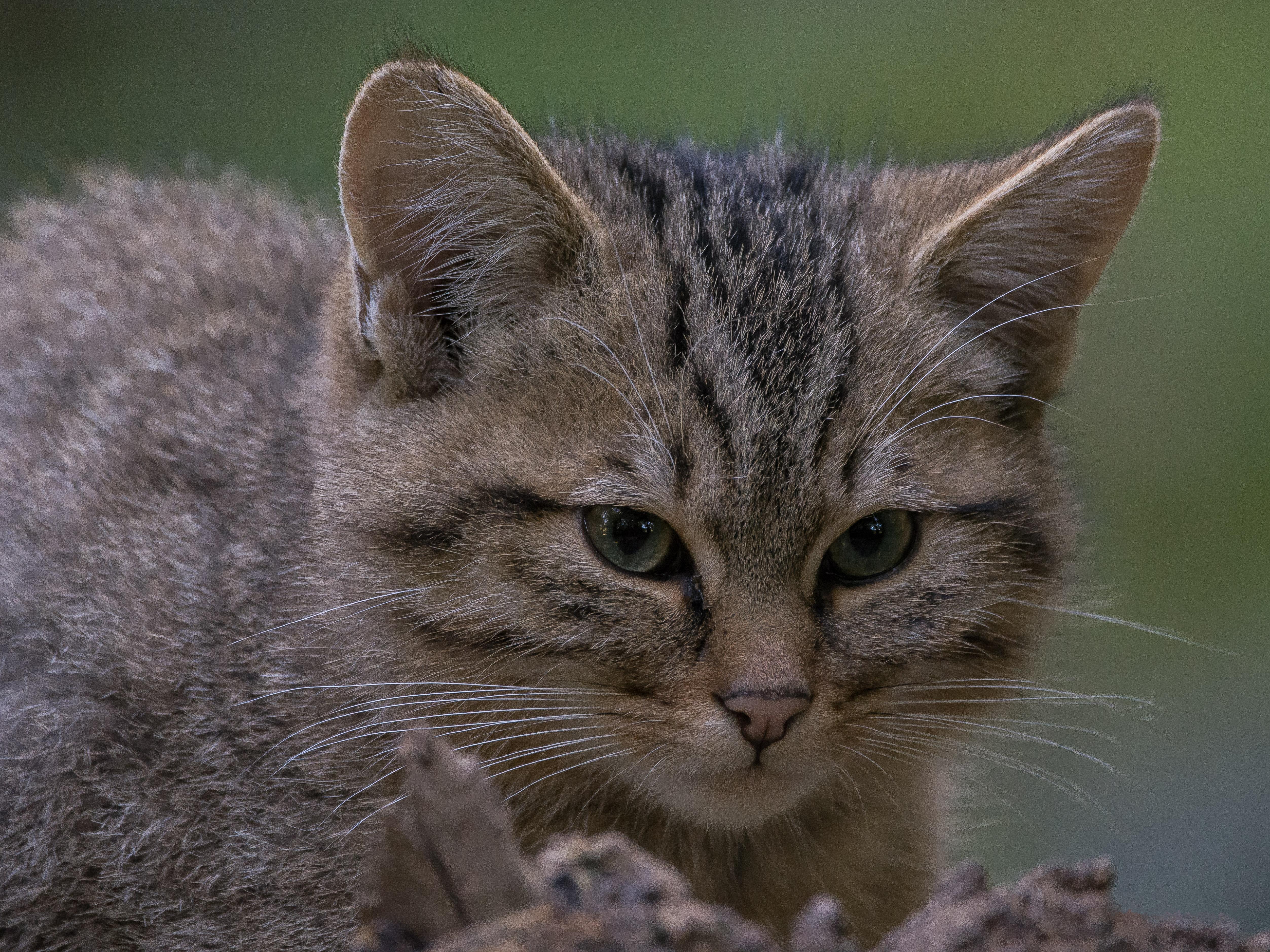 Фото бесплатно European Wildcat, кот, кошка