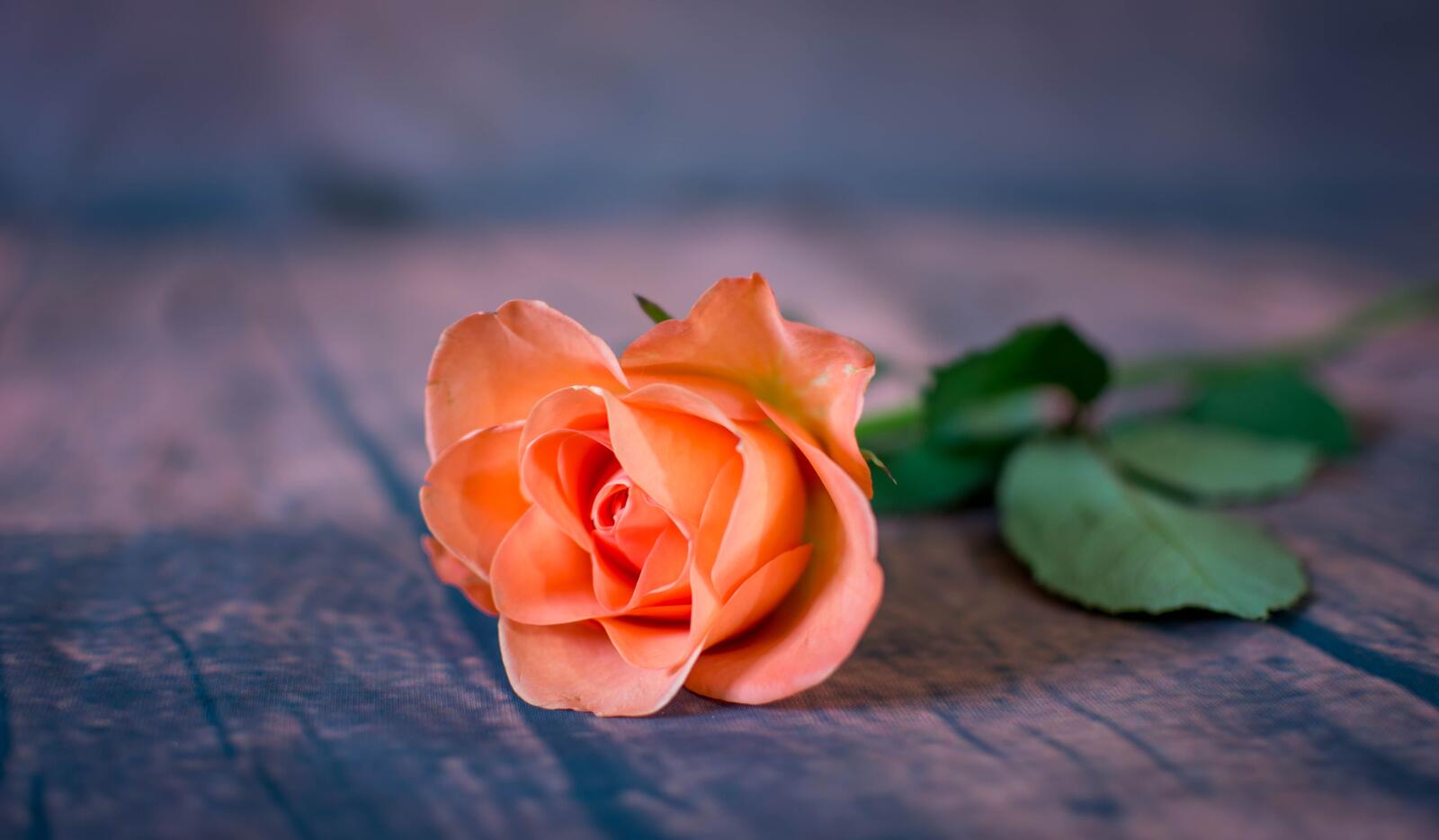 Обои бутон розы цветок одинокая роза на рабочий стол