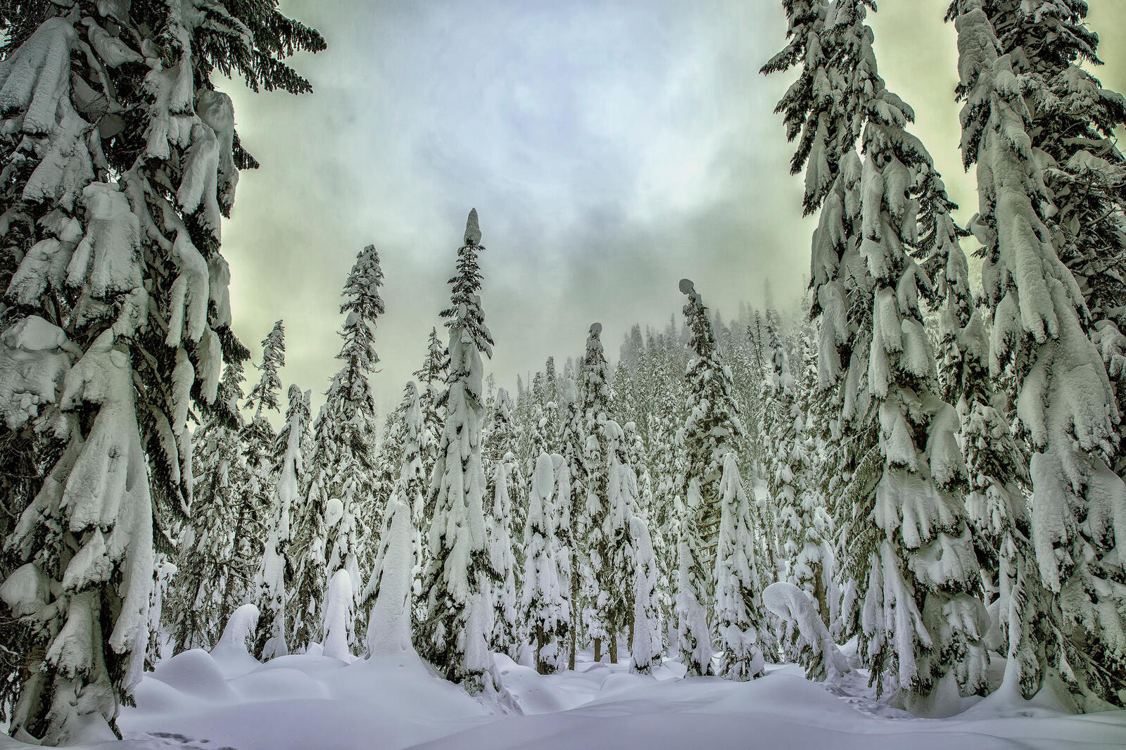 Wallpapers snow forest trees in the snow on the desktop