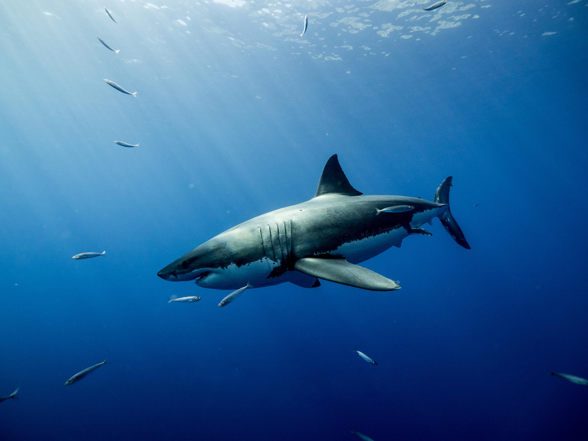 Ocean shark. Тибурон акула. Красное море подводный мир акулы. Тихоокеанская сельдевая акула. Морской мир акулы.