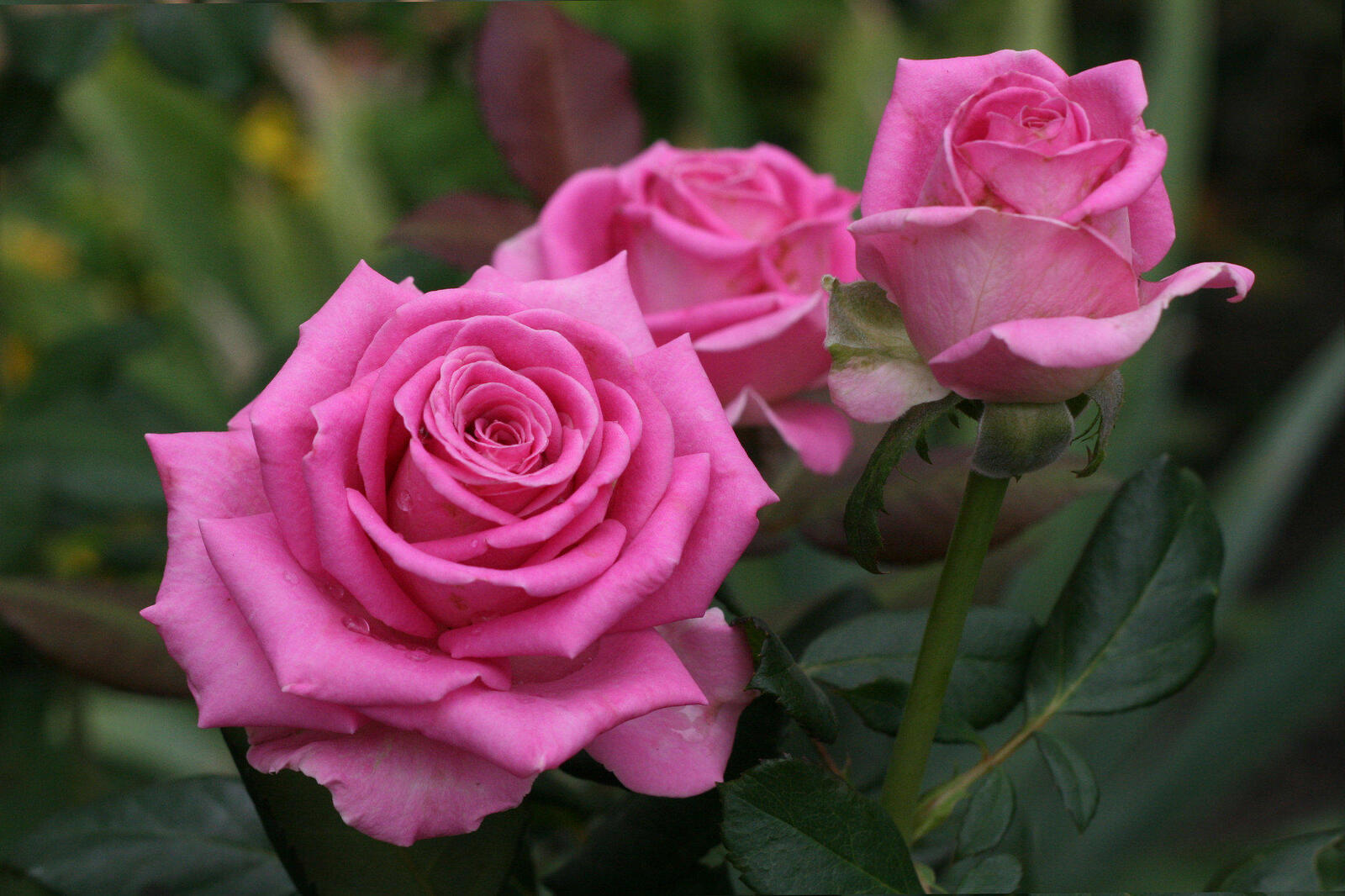 桌面上的壁纸粉红玫瑰 玫瑰 粉色花瓣