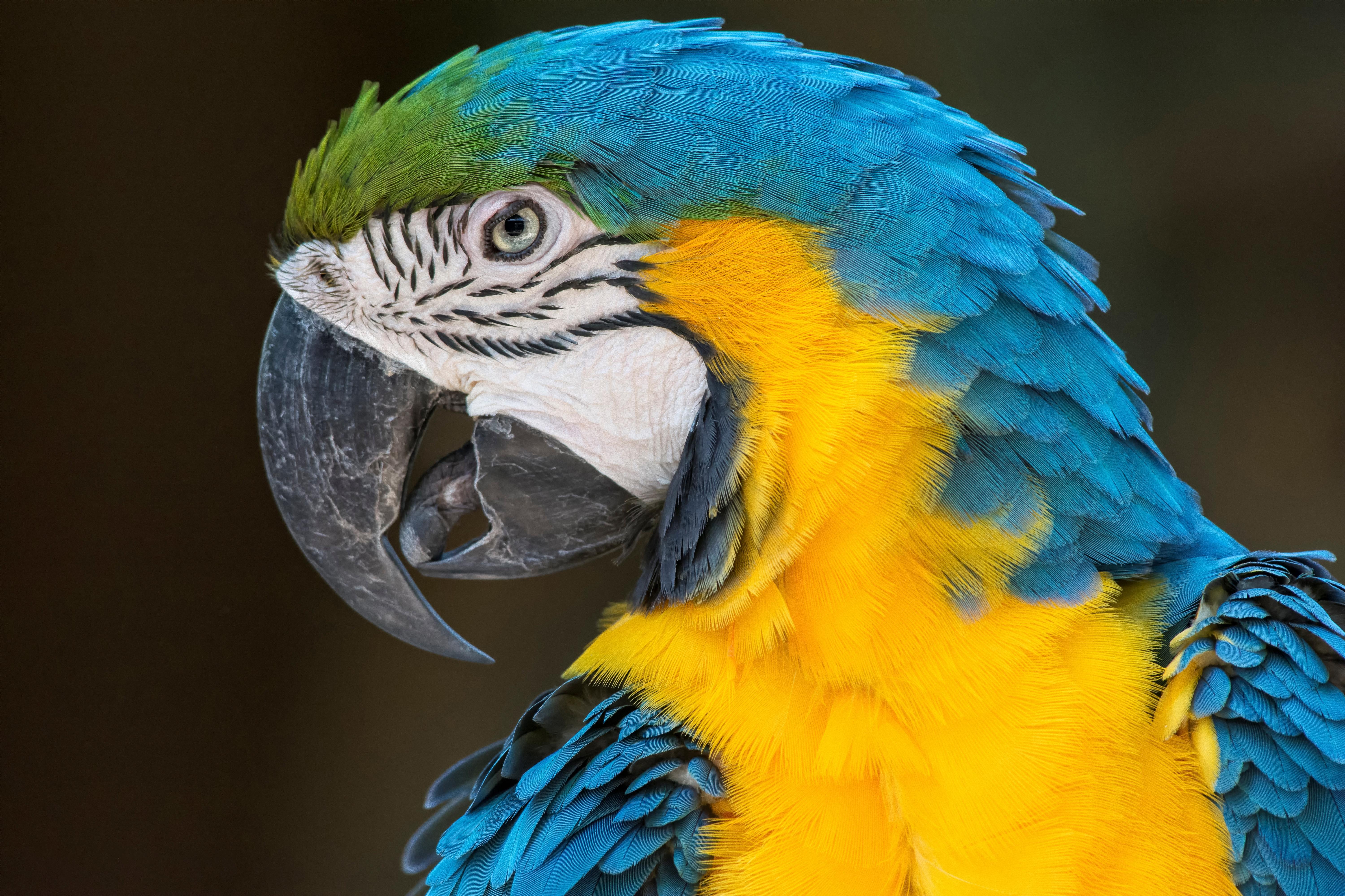 природа птицы животные попугаи Синий желтый ара скачать