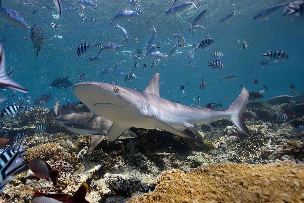 Красивые фотографии на тему море, акулы