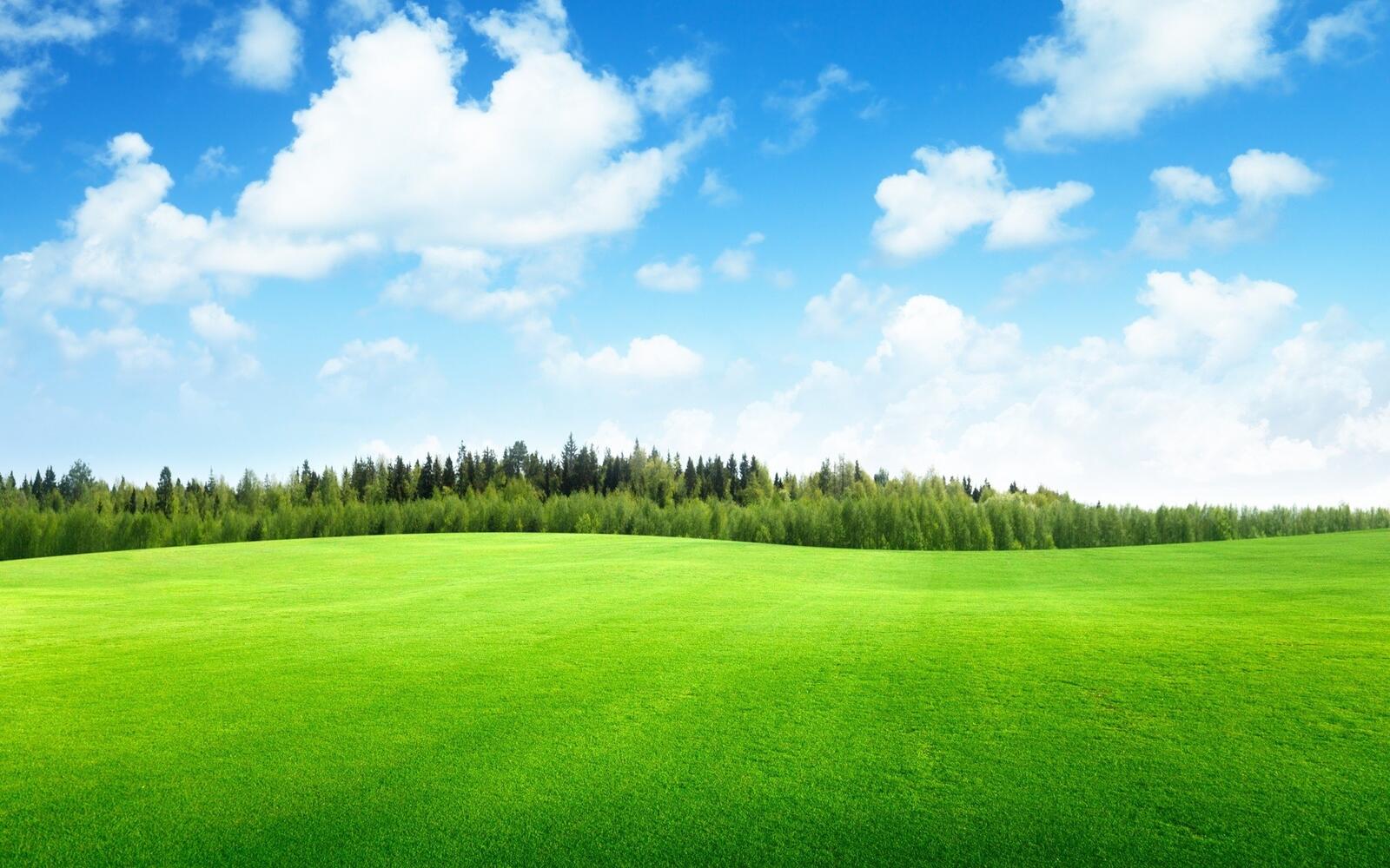 Wallpapers grass nature natural environment on the desktop