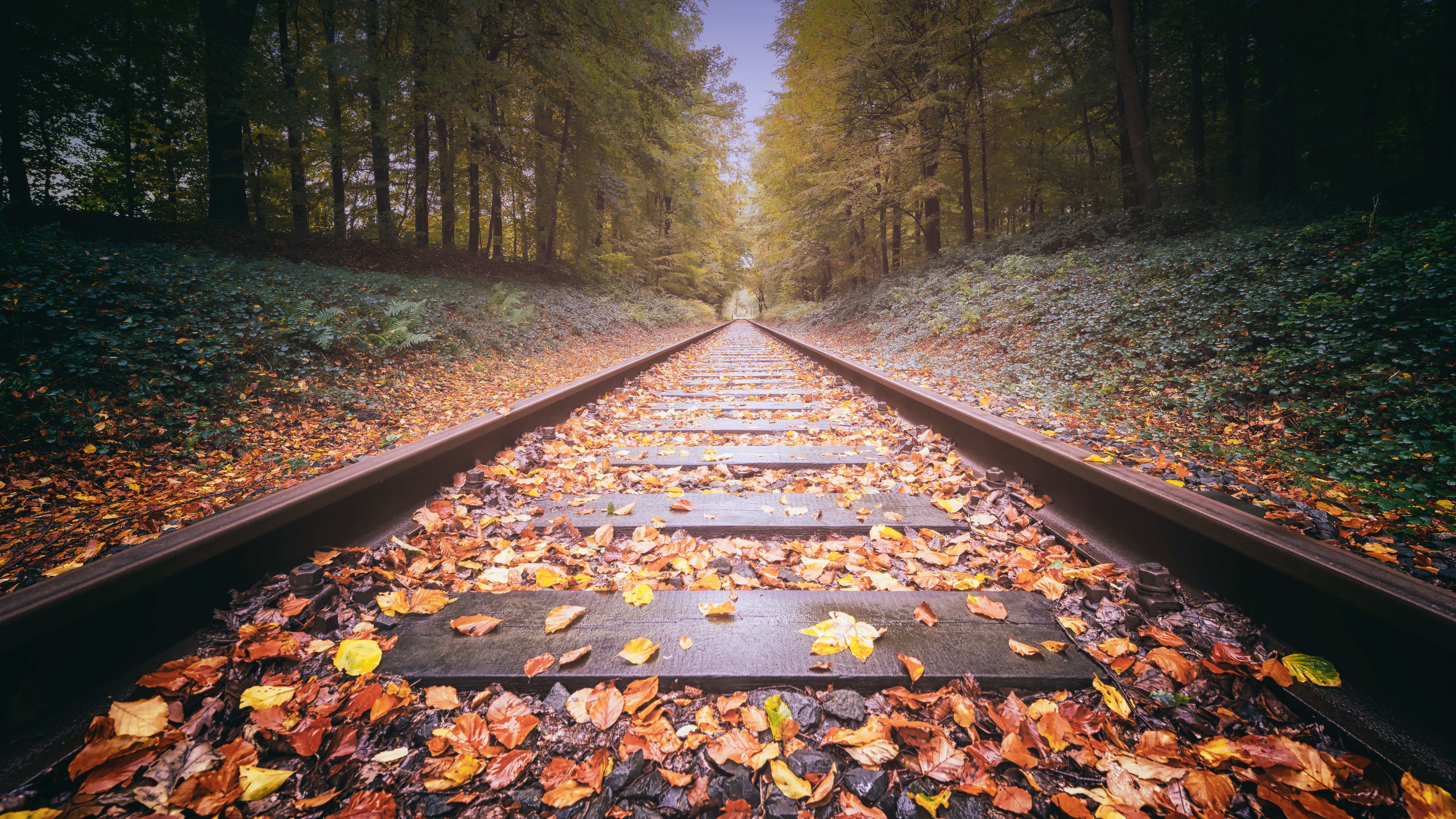 Wallpapers railway track nature on the desktop