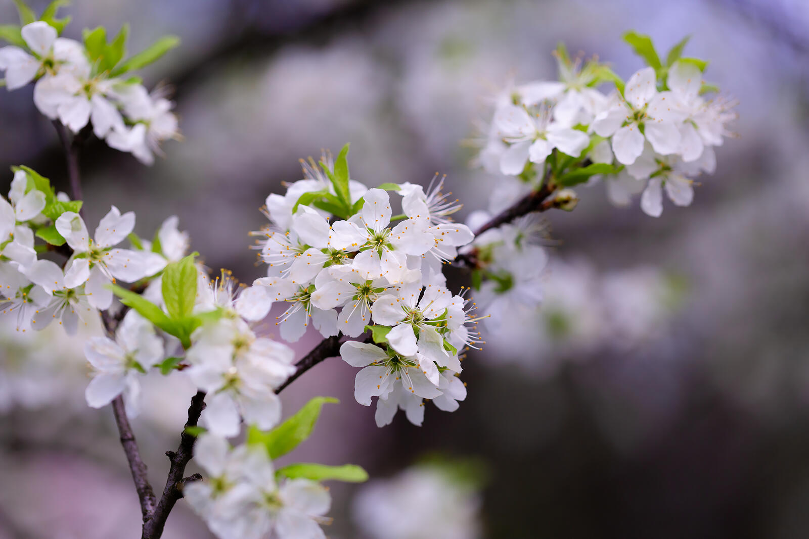 Бесплатное фото Цветущая ветка вишни