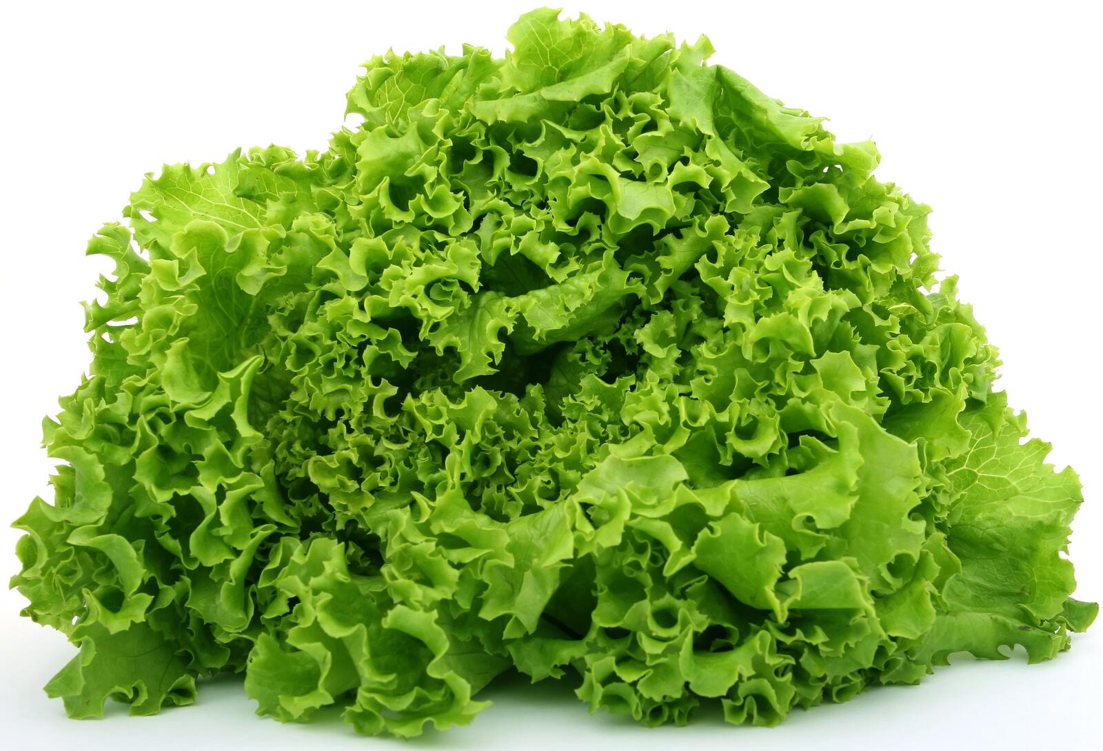 Бесплатное фото Зеленый салат
