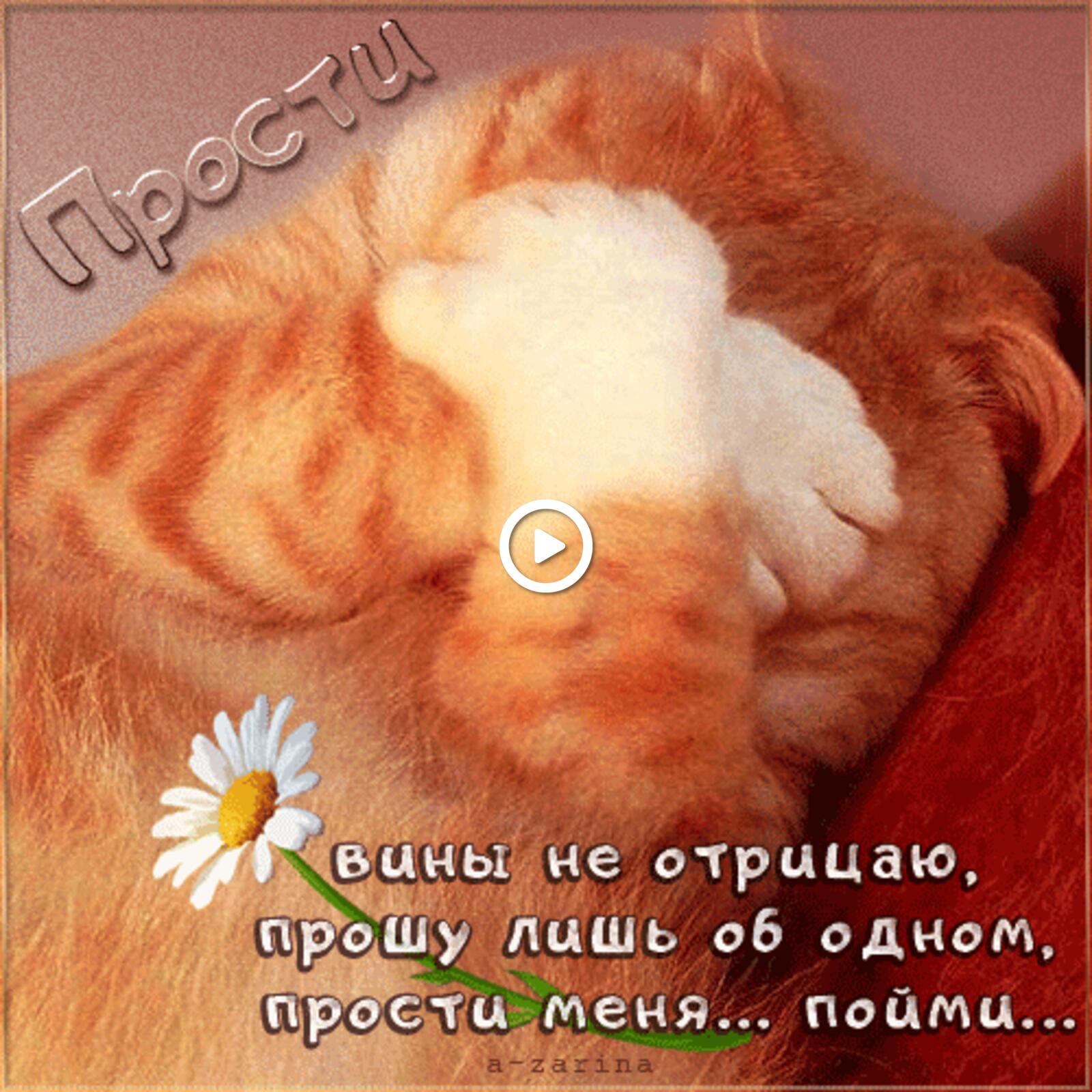 一张以猫 菊花 动画为主题的明信片