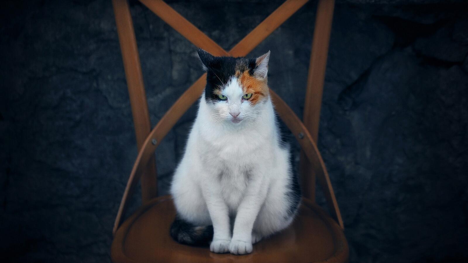 Обои величественная кошка стул сидя на рабочий стол