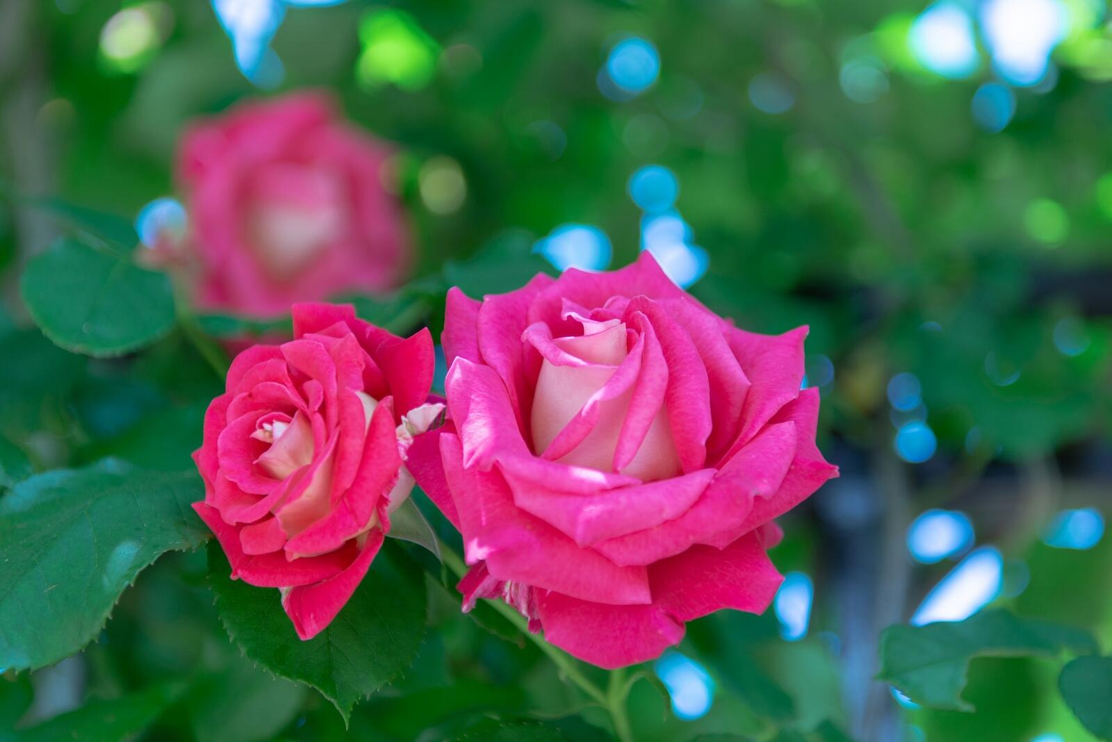 Обои розовые розы размытый фон фотографии на рабочий стол