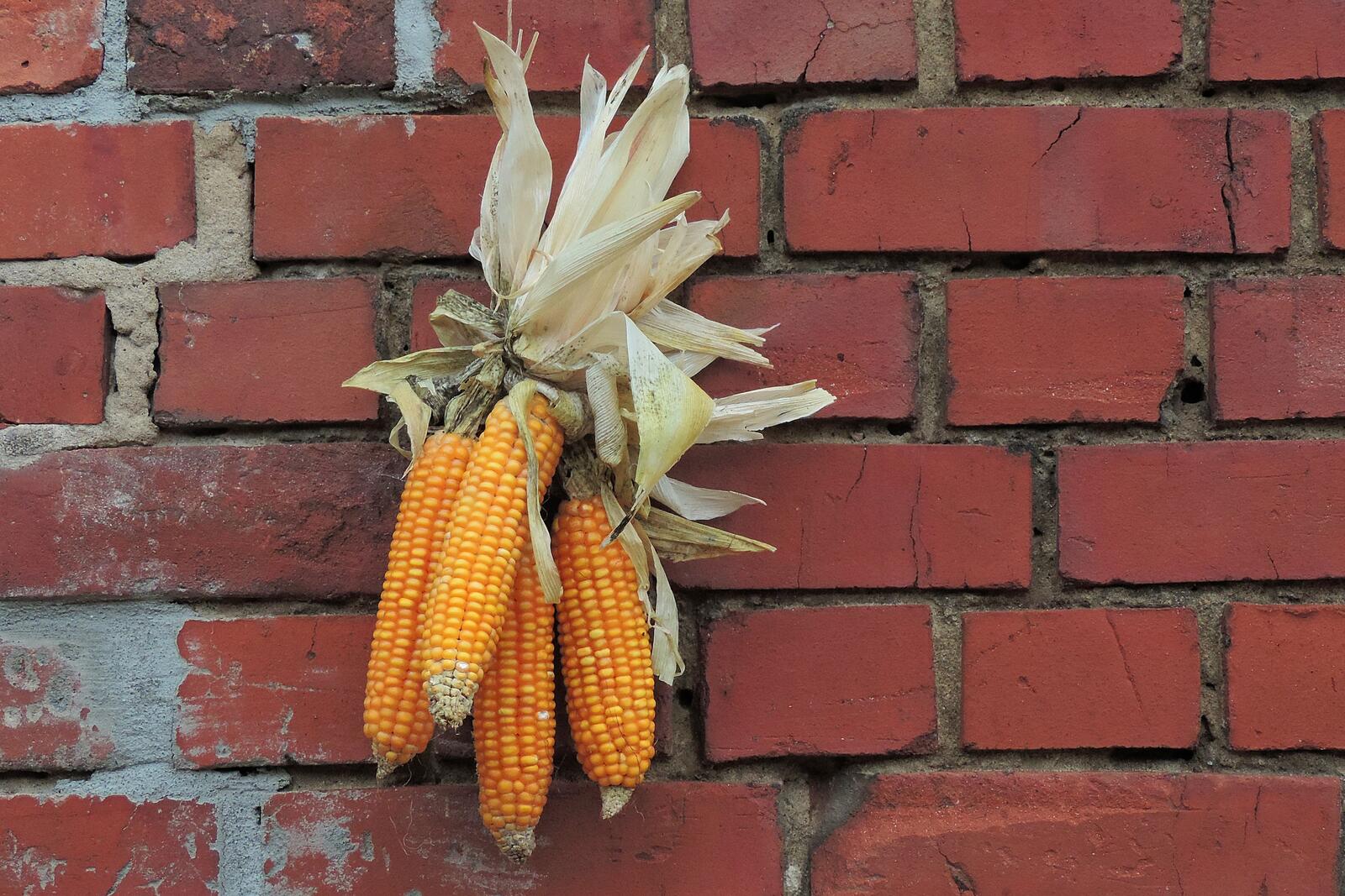 Обои кукуруза благодарственный молебен цветущее растение на рабочий стол