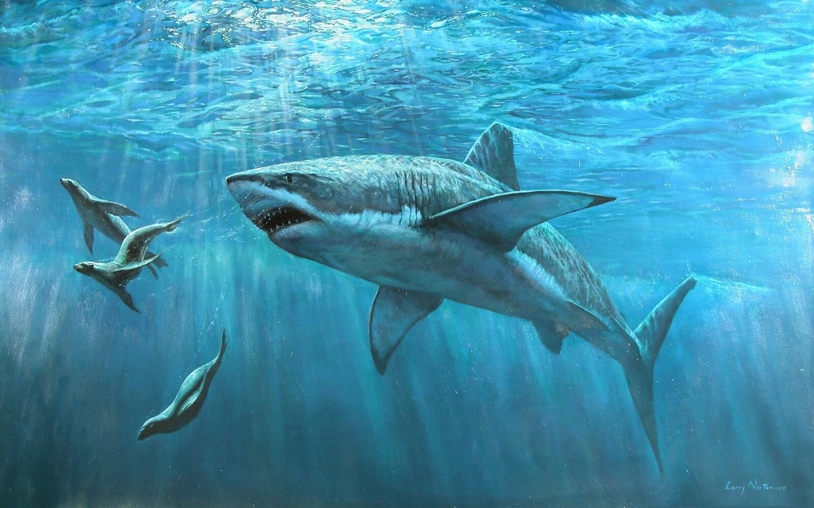 Wallpapers tiger shark shark underwater on the desktop