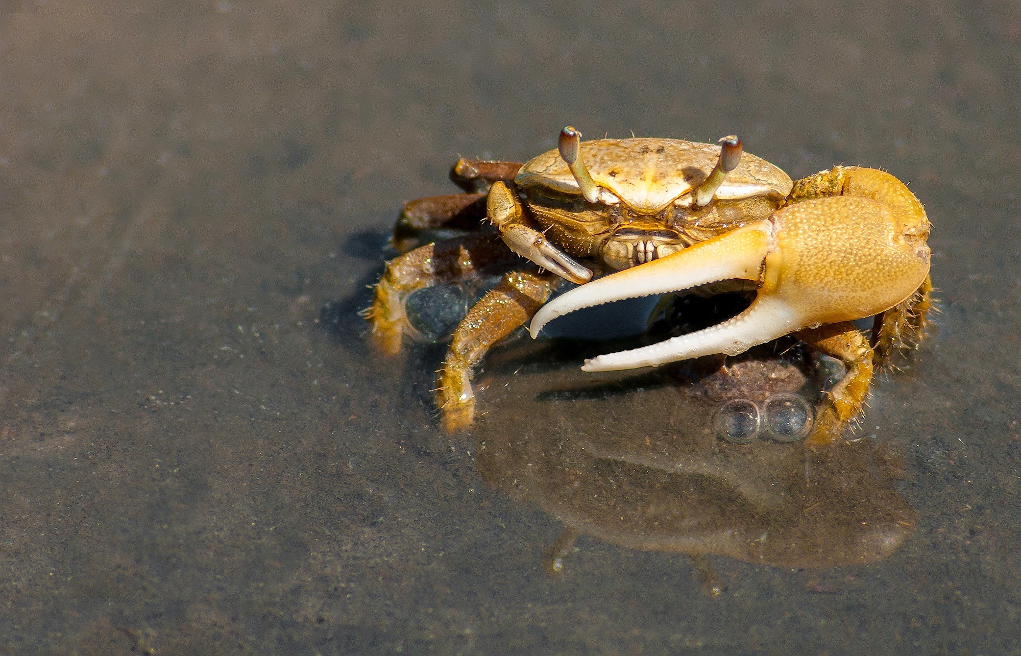 A crab walks along the shore