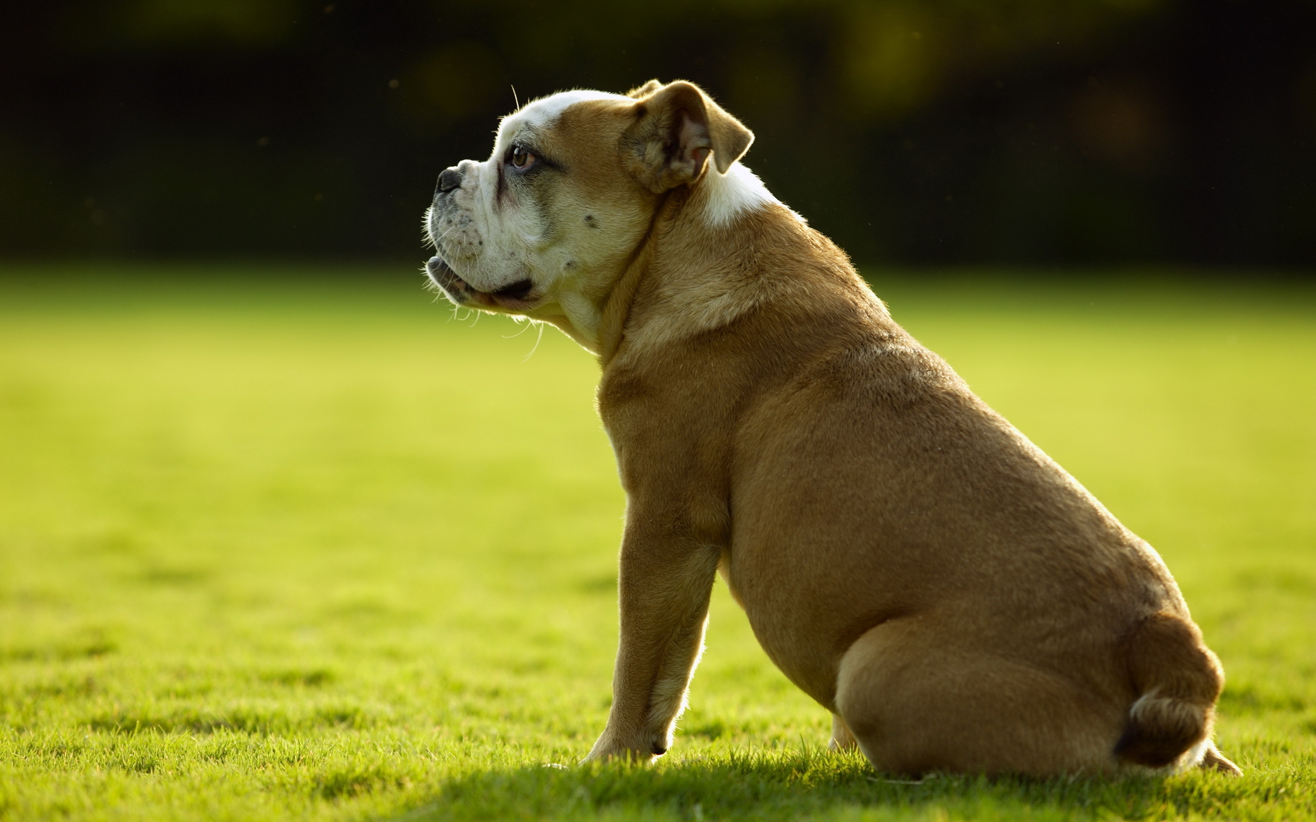 Фото бесплатно собака, бульдог, трава