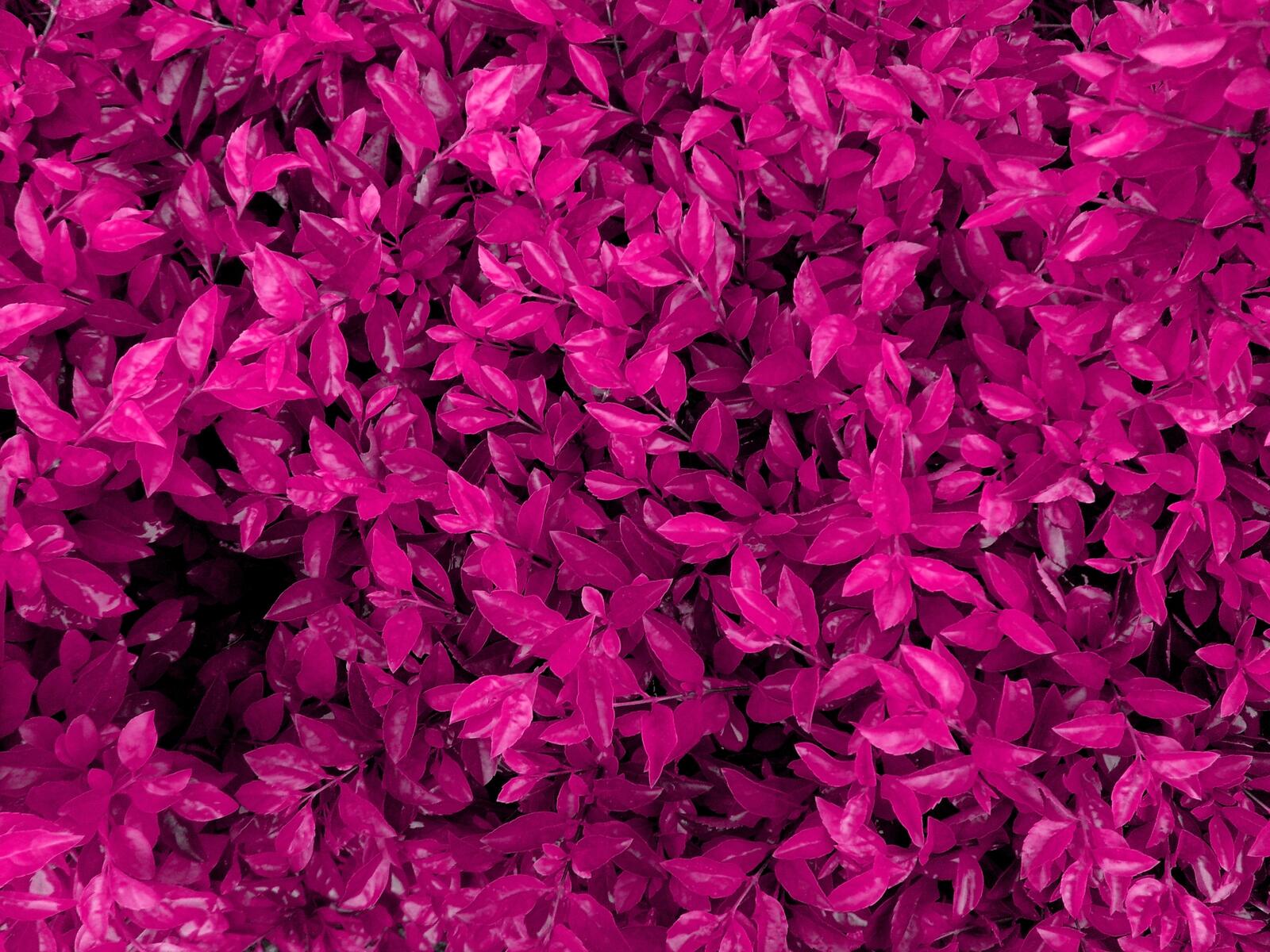Обои природа фиолетовый розовый на рабочий стол