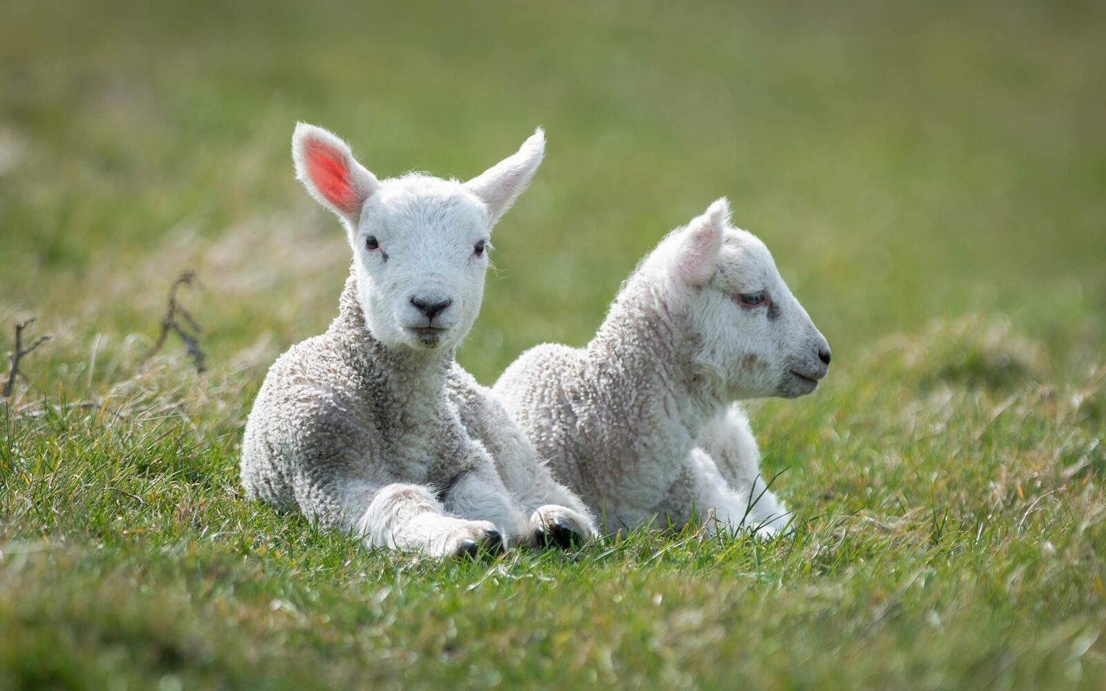 Обои овца милая трава на рабочий стол