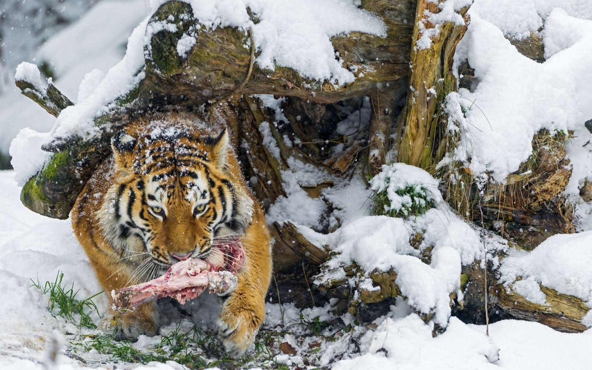 Обои зима тигр еда на рабочий стол