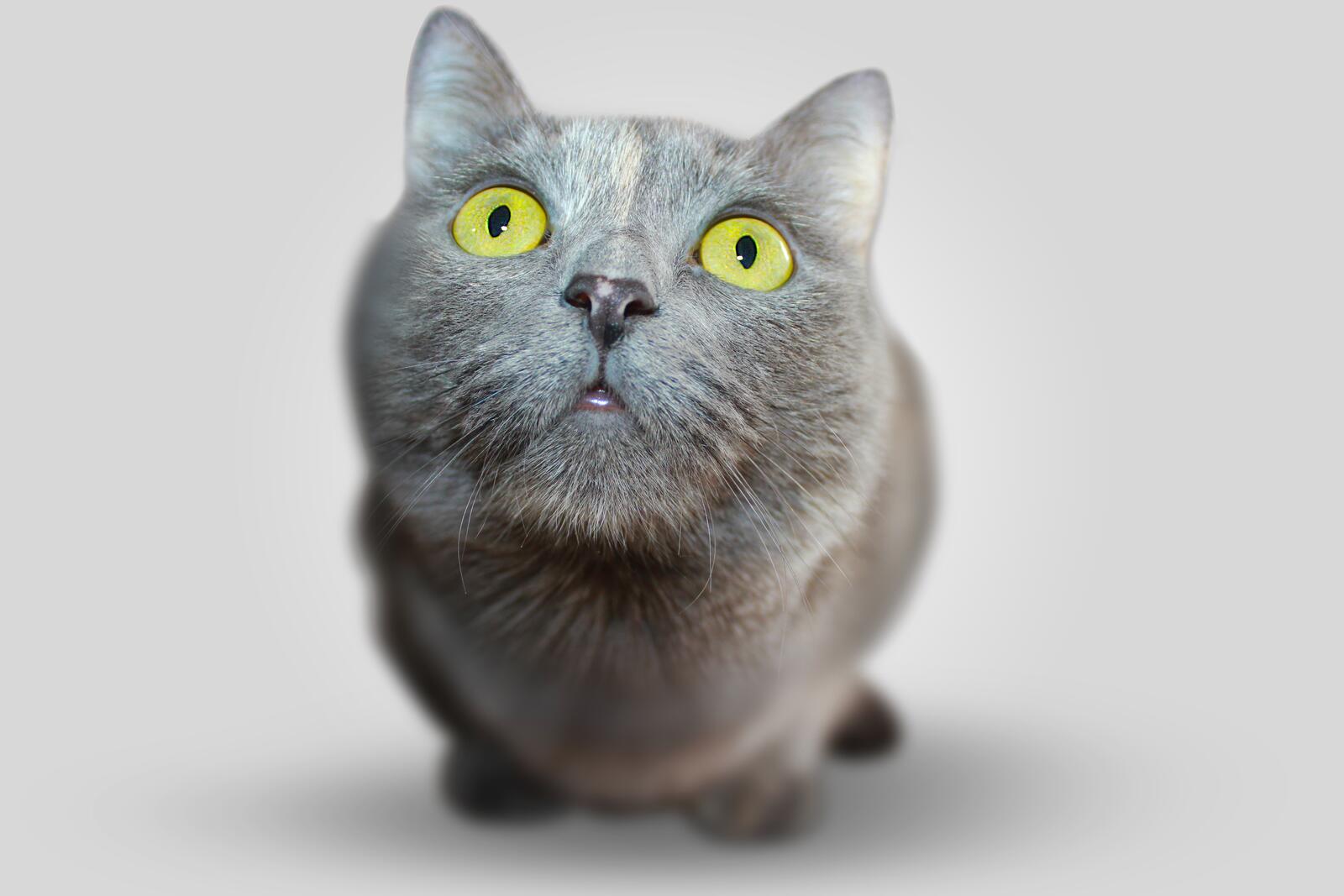 Wallpapers domestic short haired cat grey cat pet on the desktop