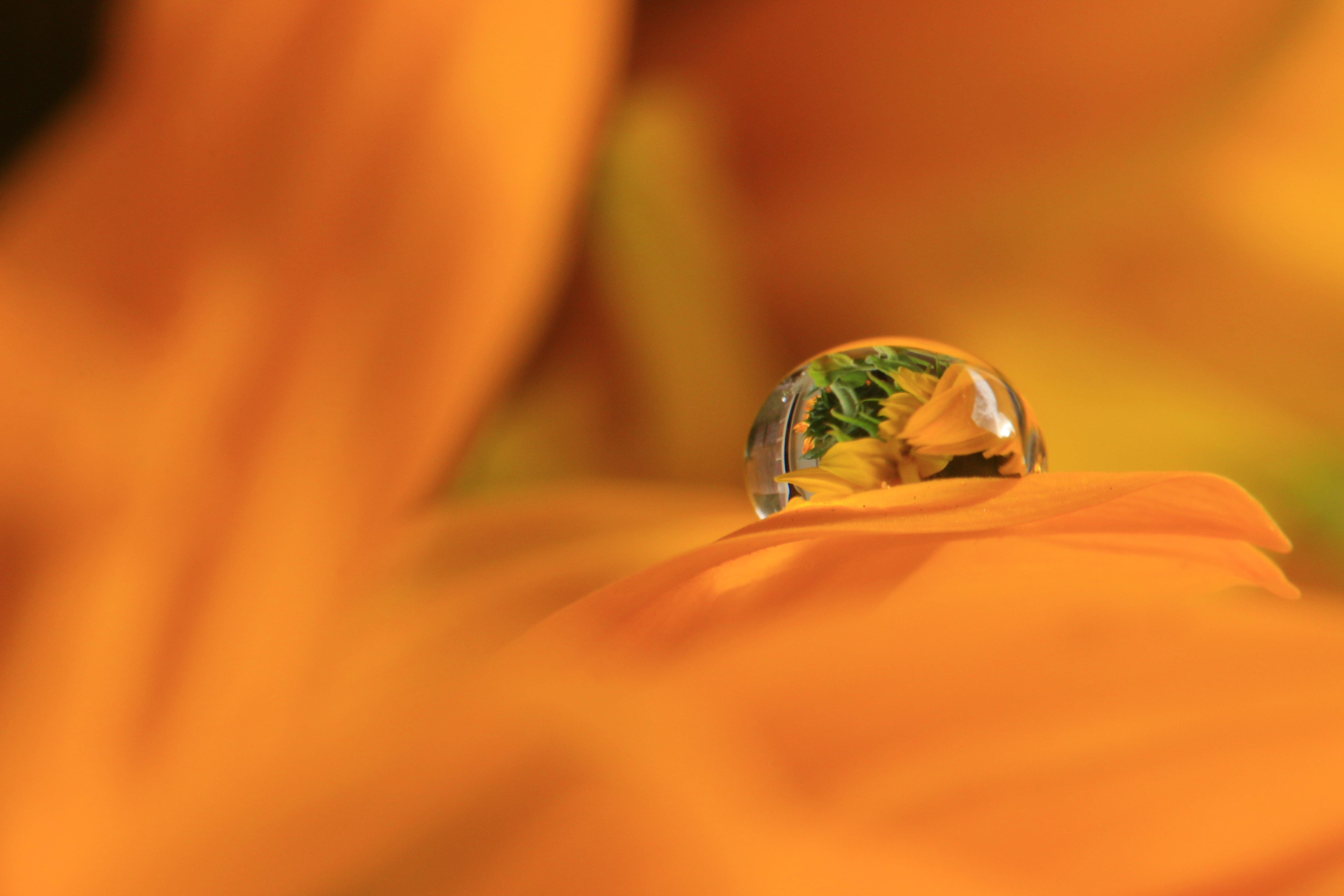 A drop of water on an orange petal.